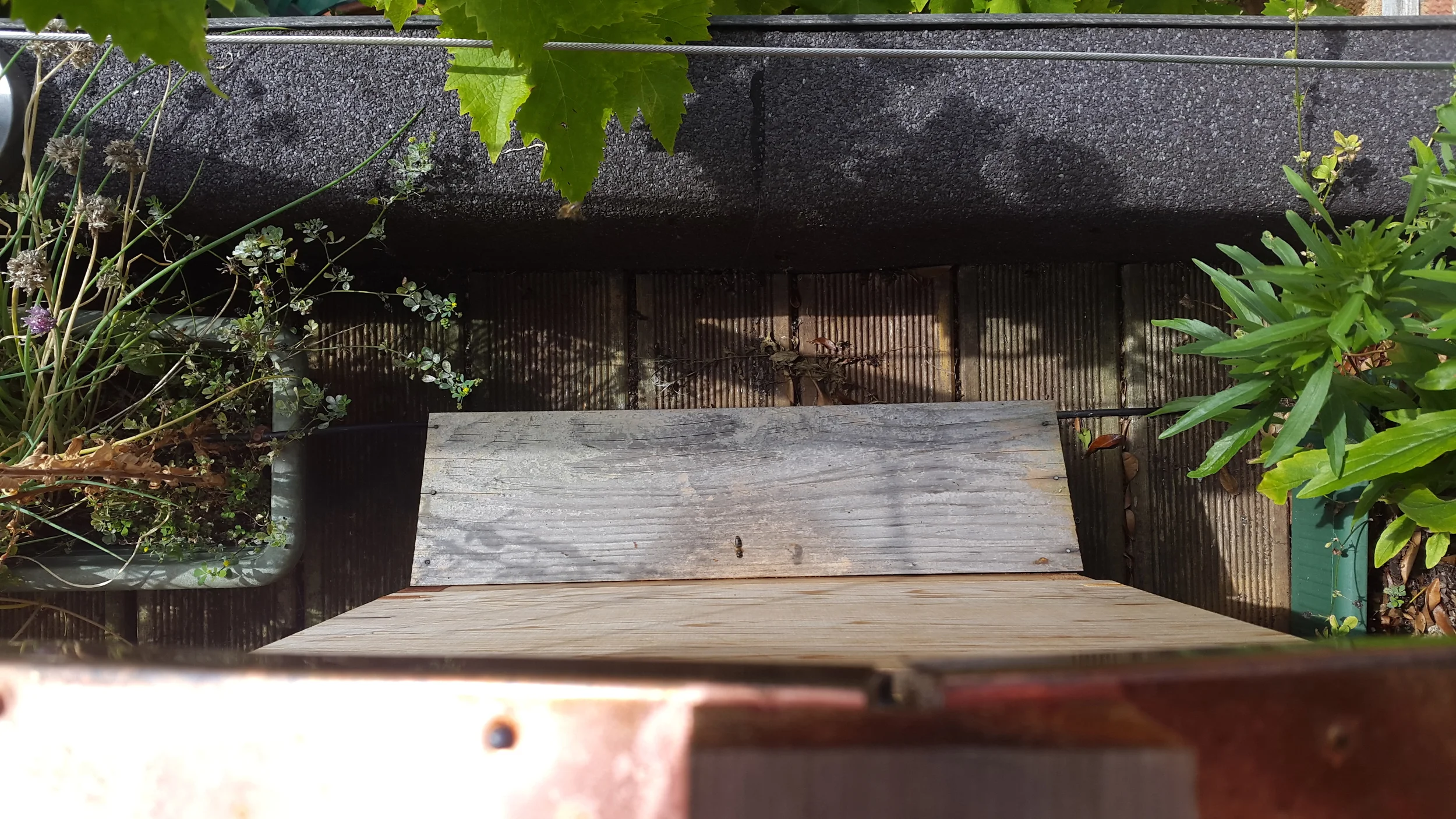 Arial shot: a bee enters the Disc Hive