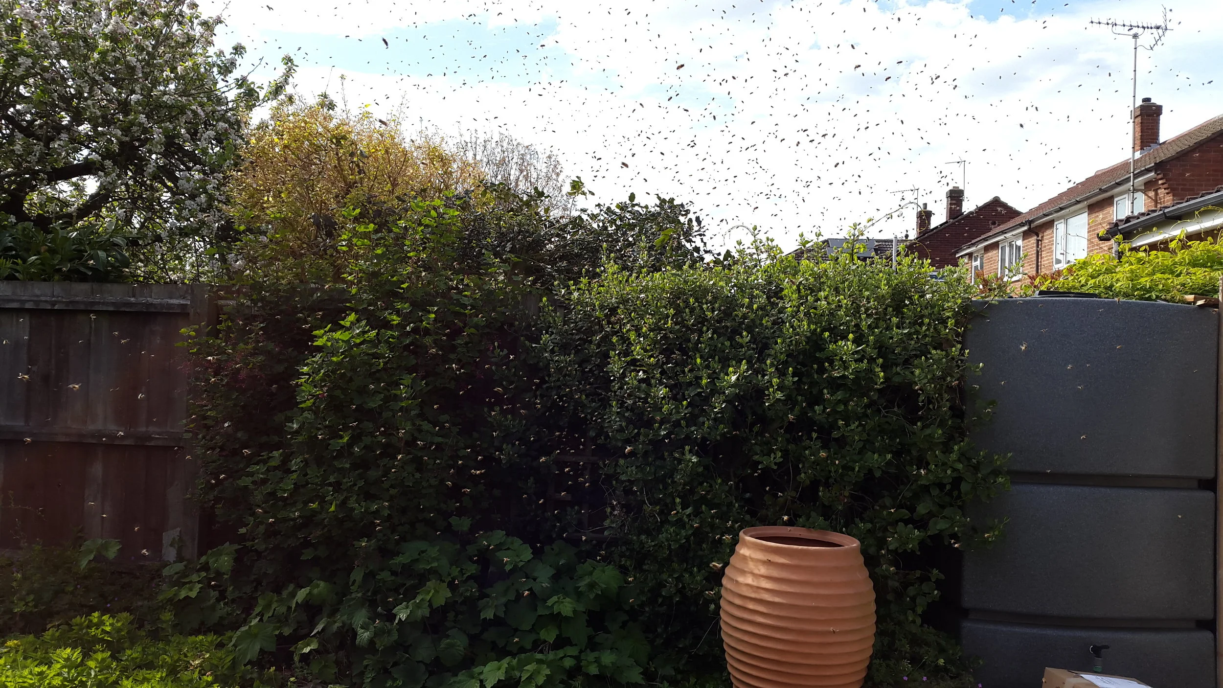 In the bee loud garden