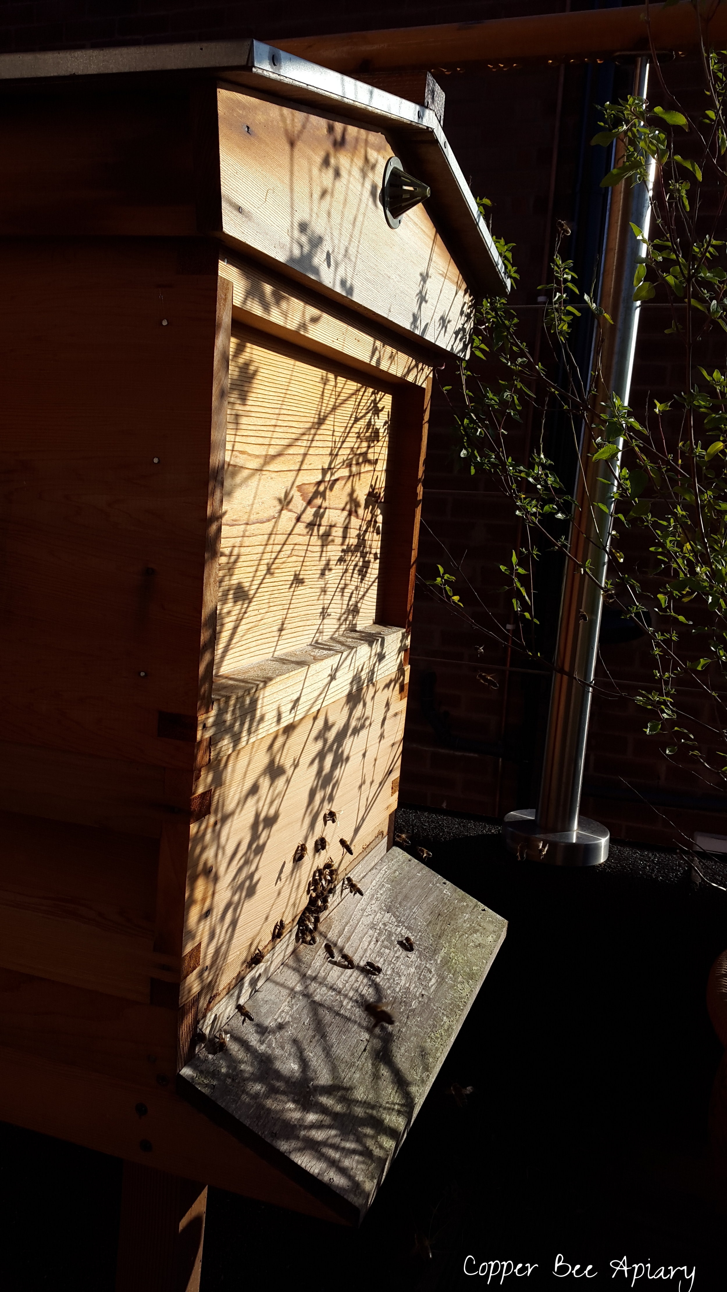 Cedar Hive