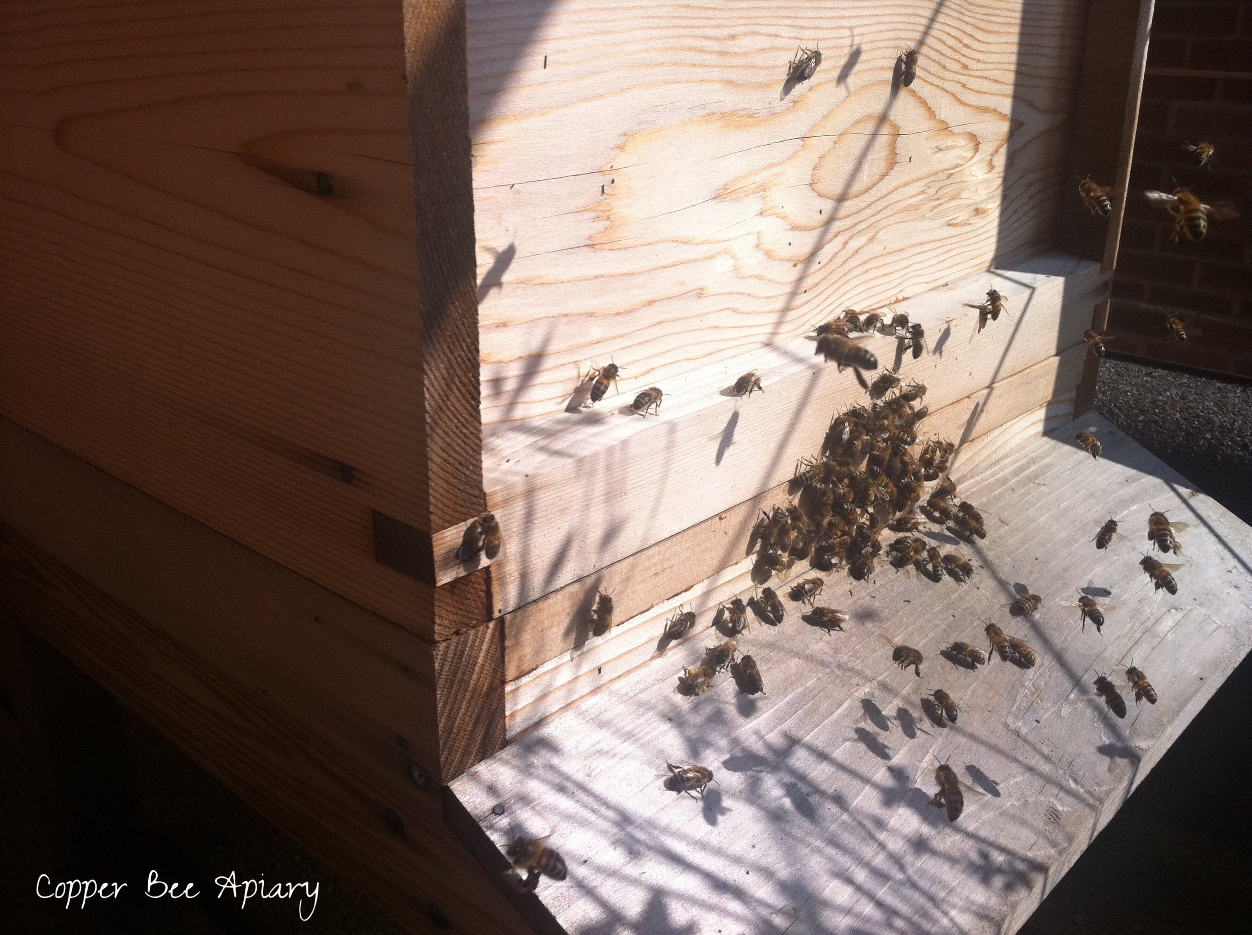 Cedar Hive