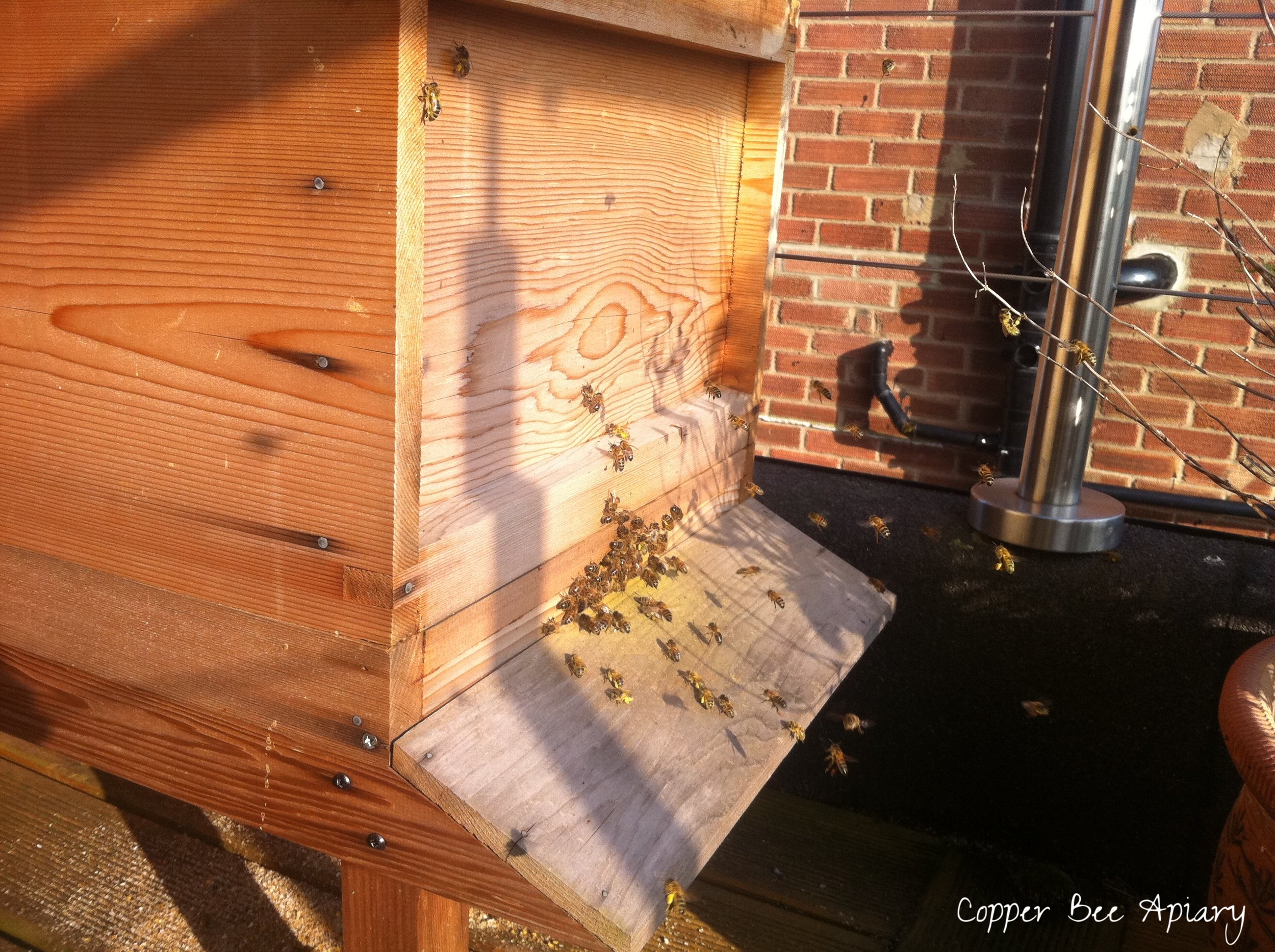 Cedar Hive