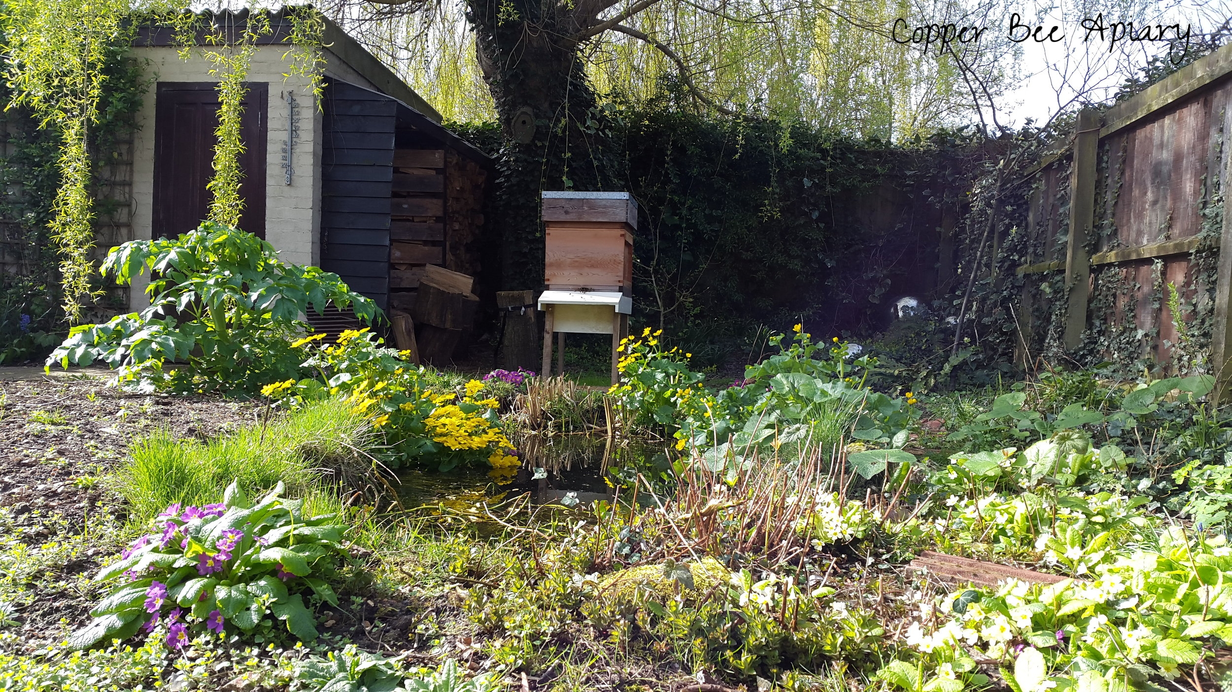 Pond Hive