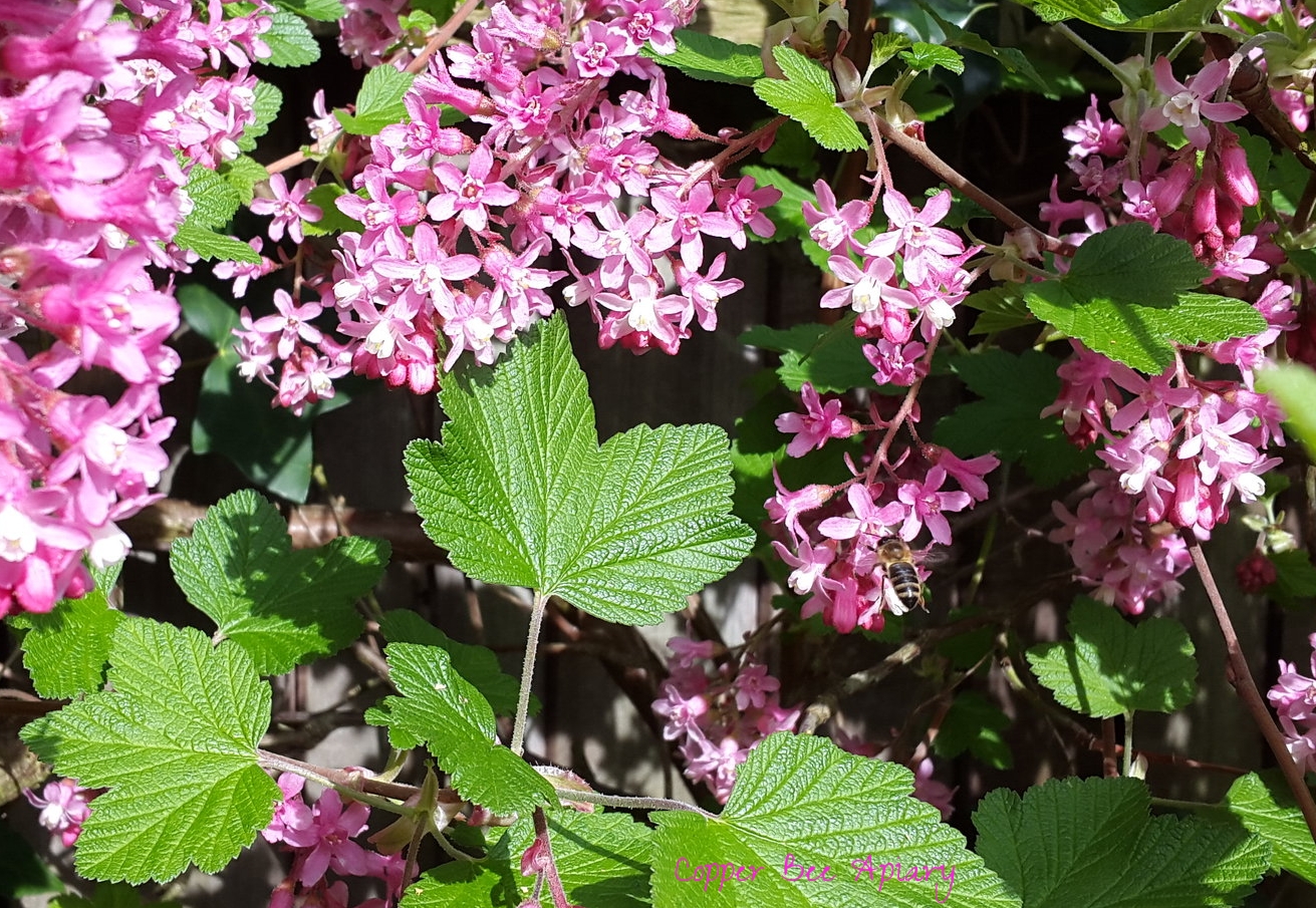 Nectar forager