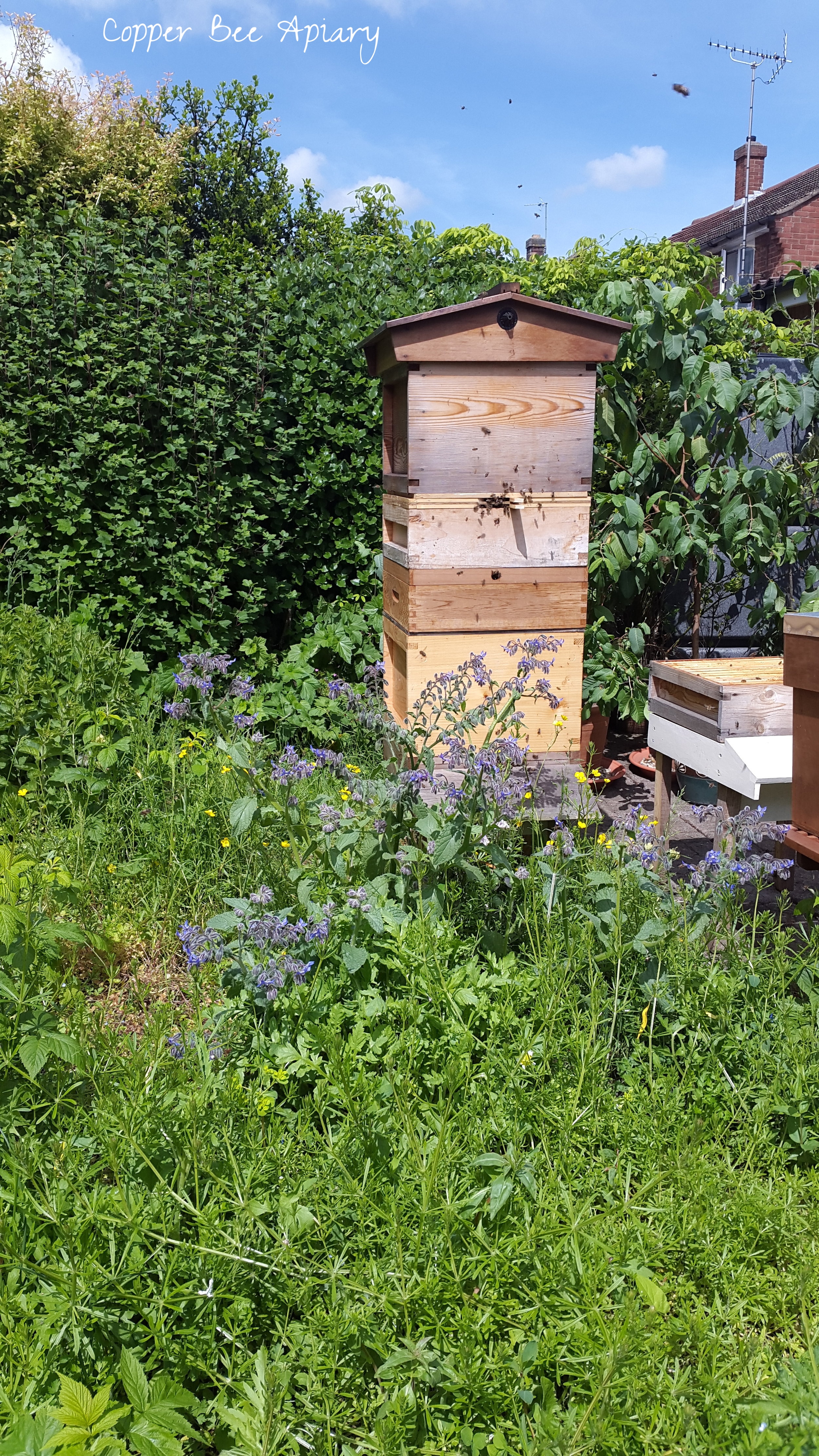 High-rise Copper Hive