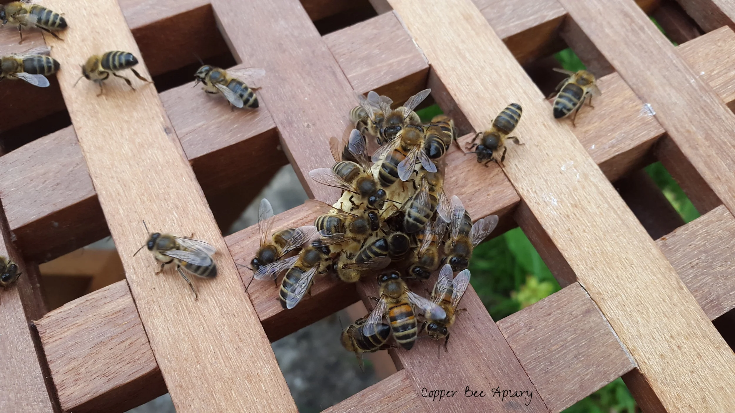 Bees on a removed queen cell