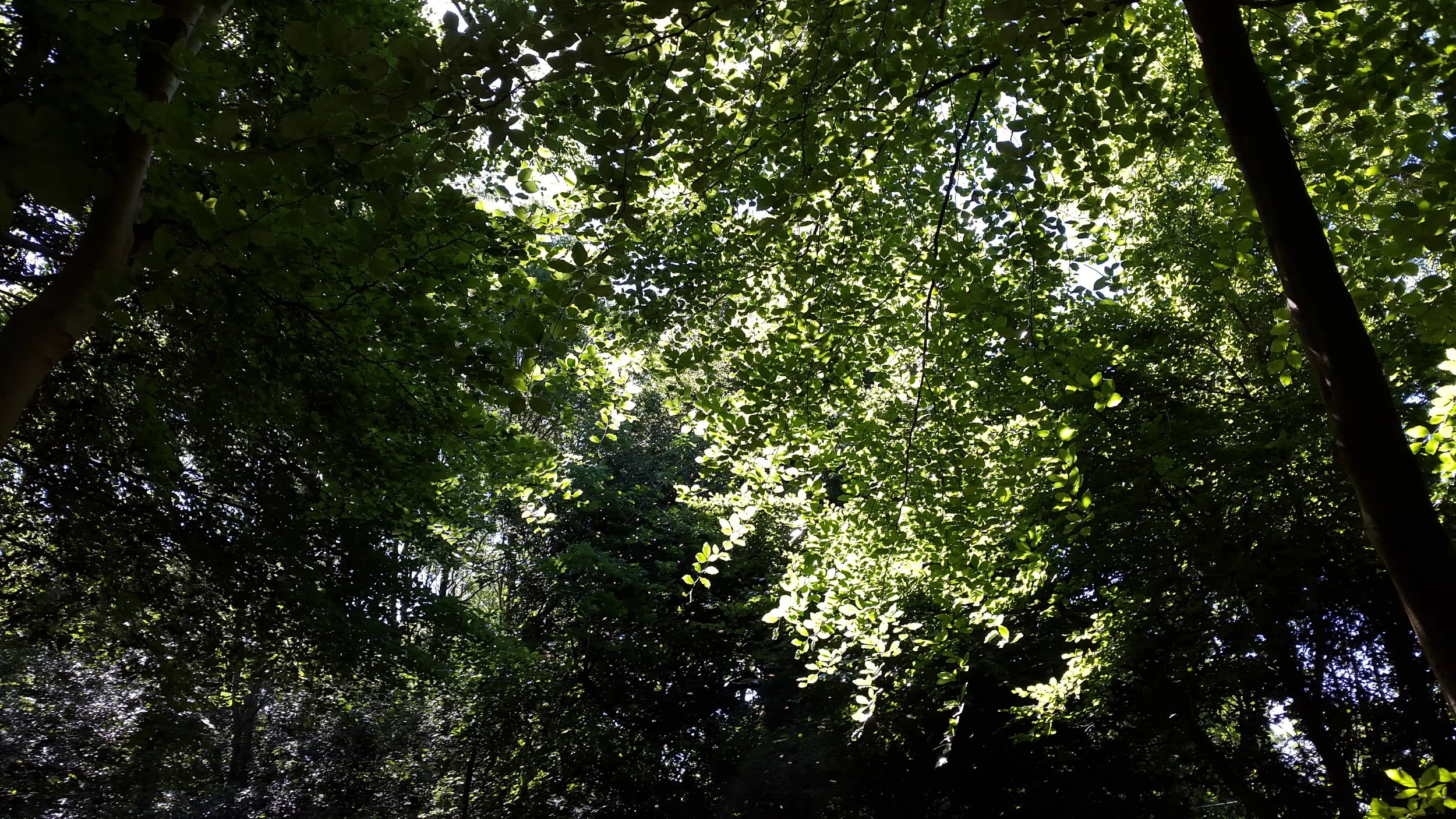 Wandlebury apiary