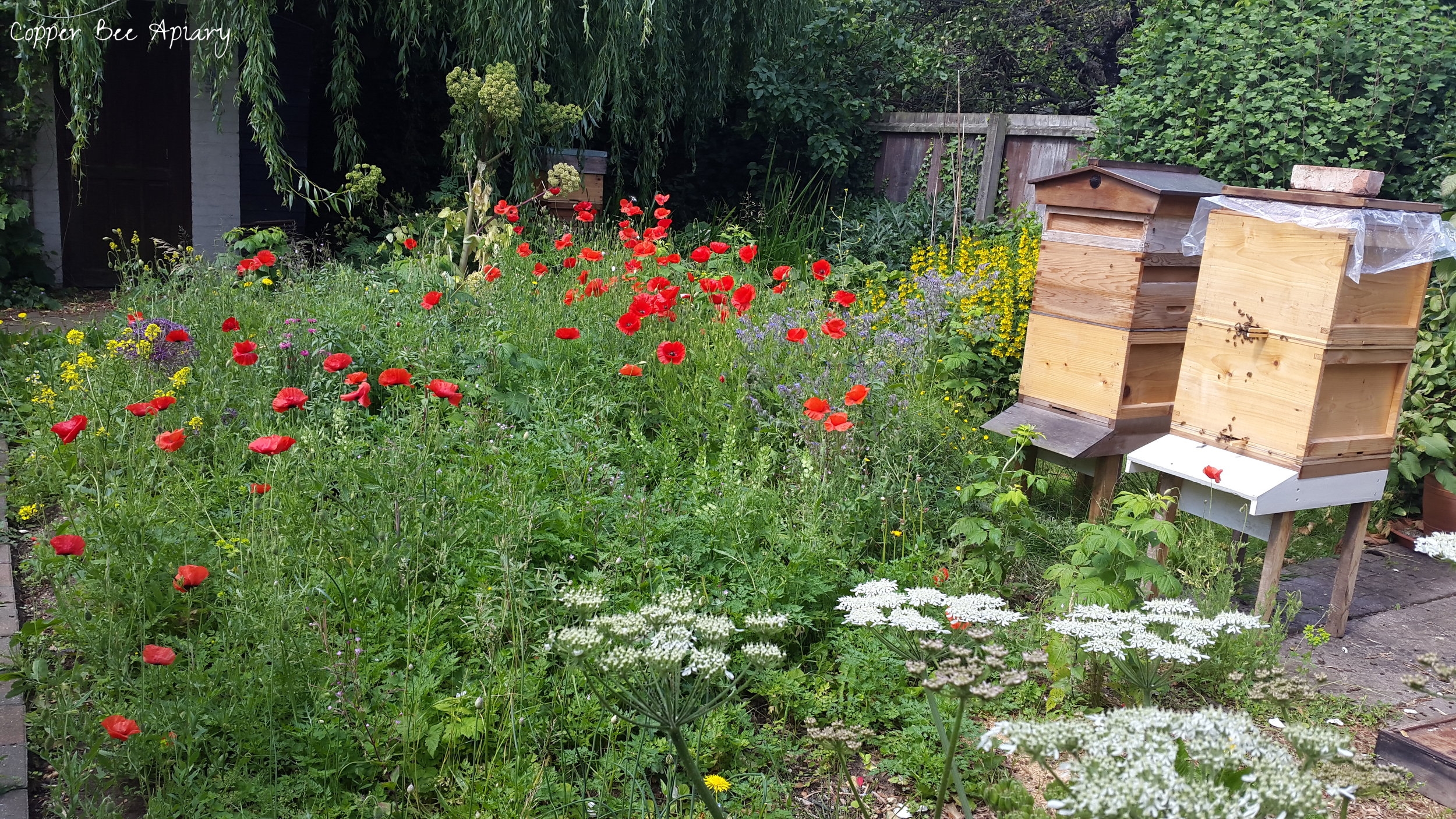 Wildflowers