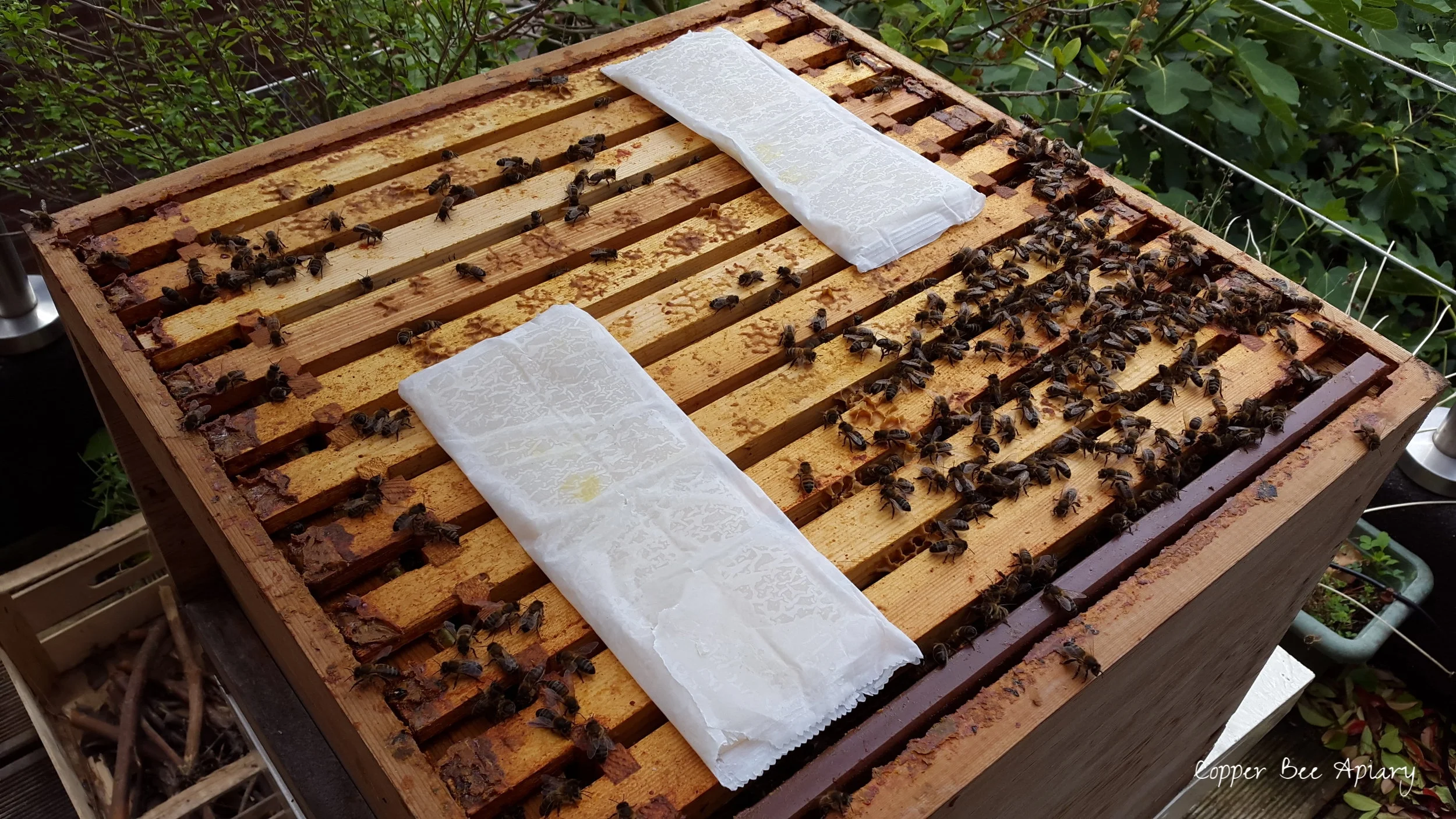 MAQS on Cedar Hive brood box