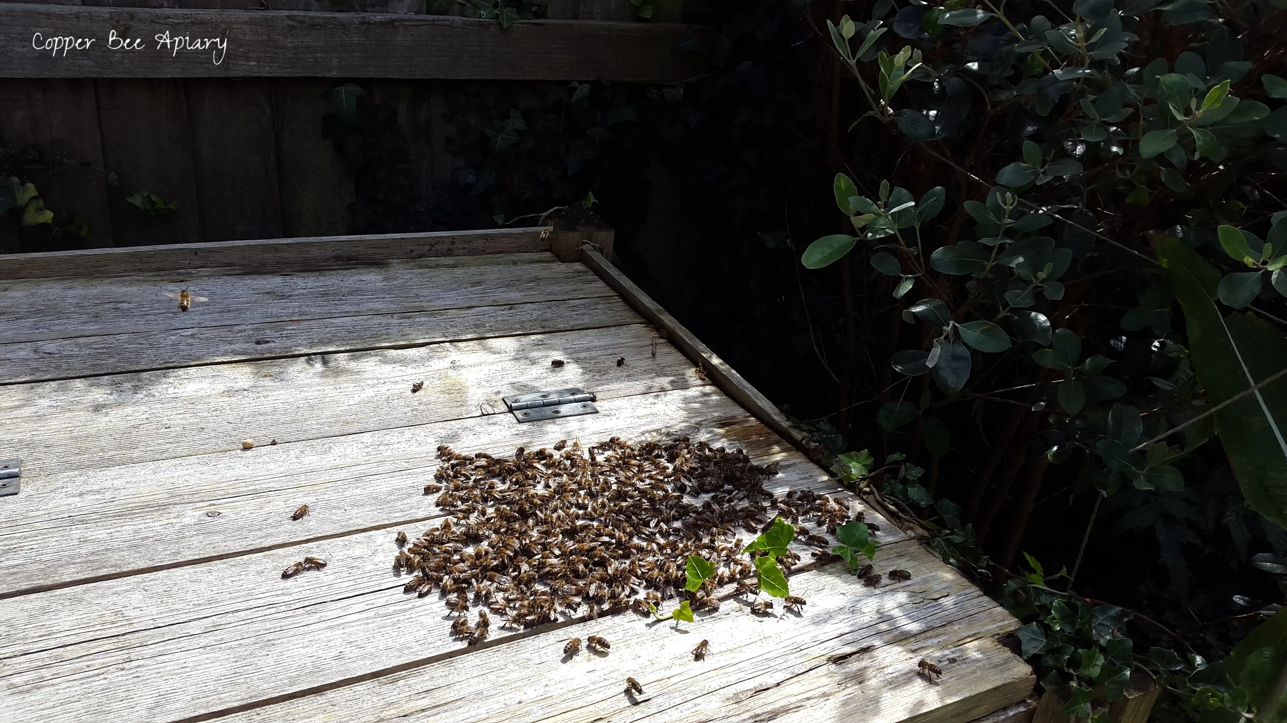 Lost bees