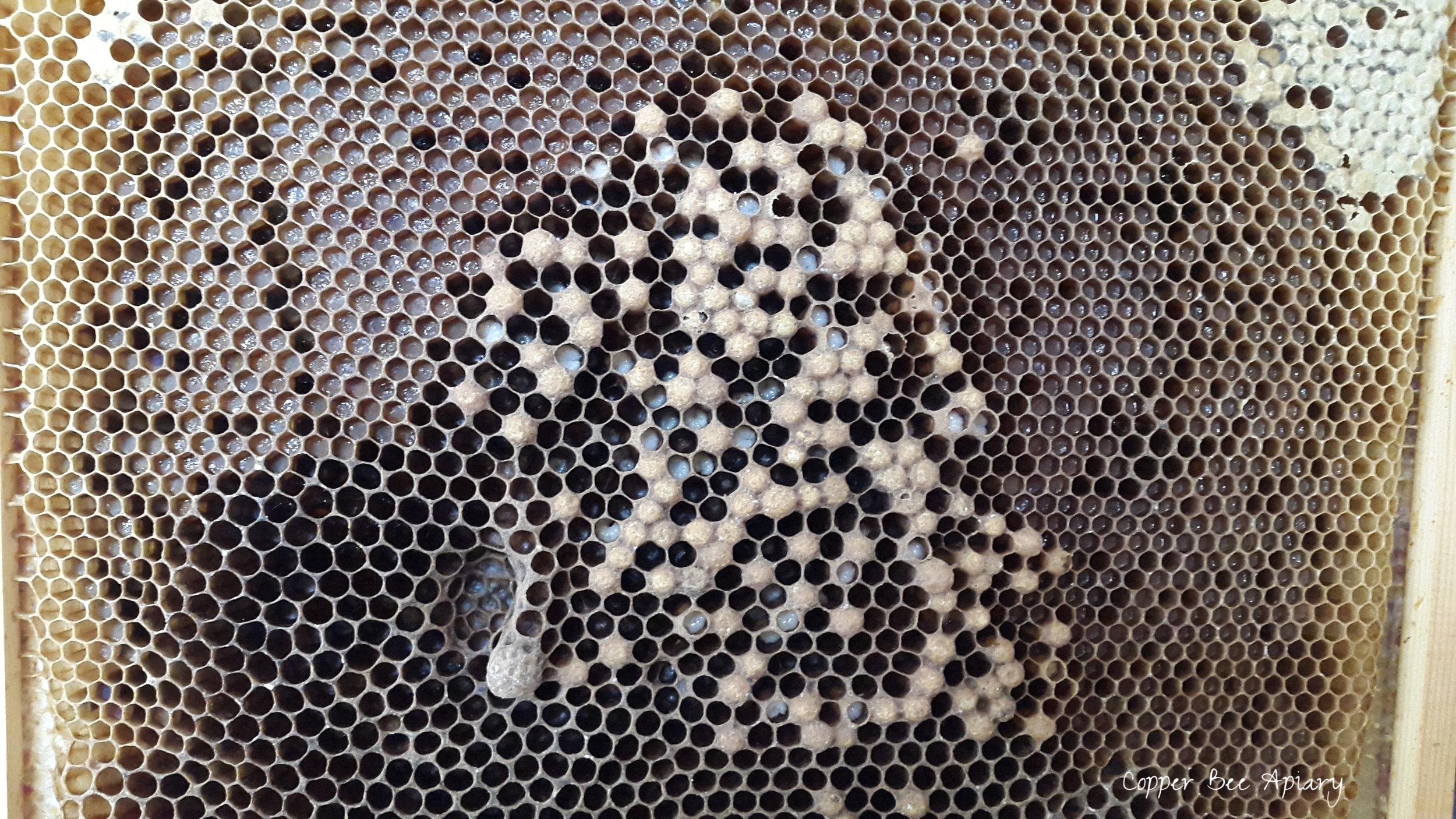 Scattered drone cells on a brood frame of pollen