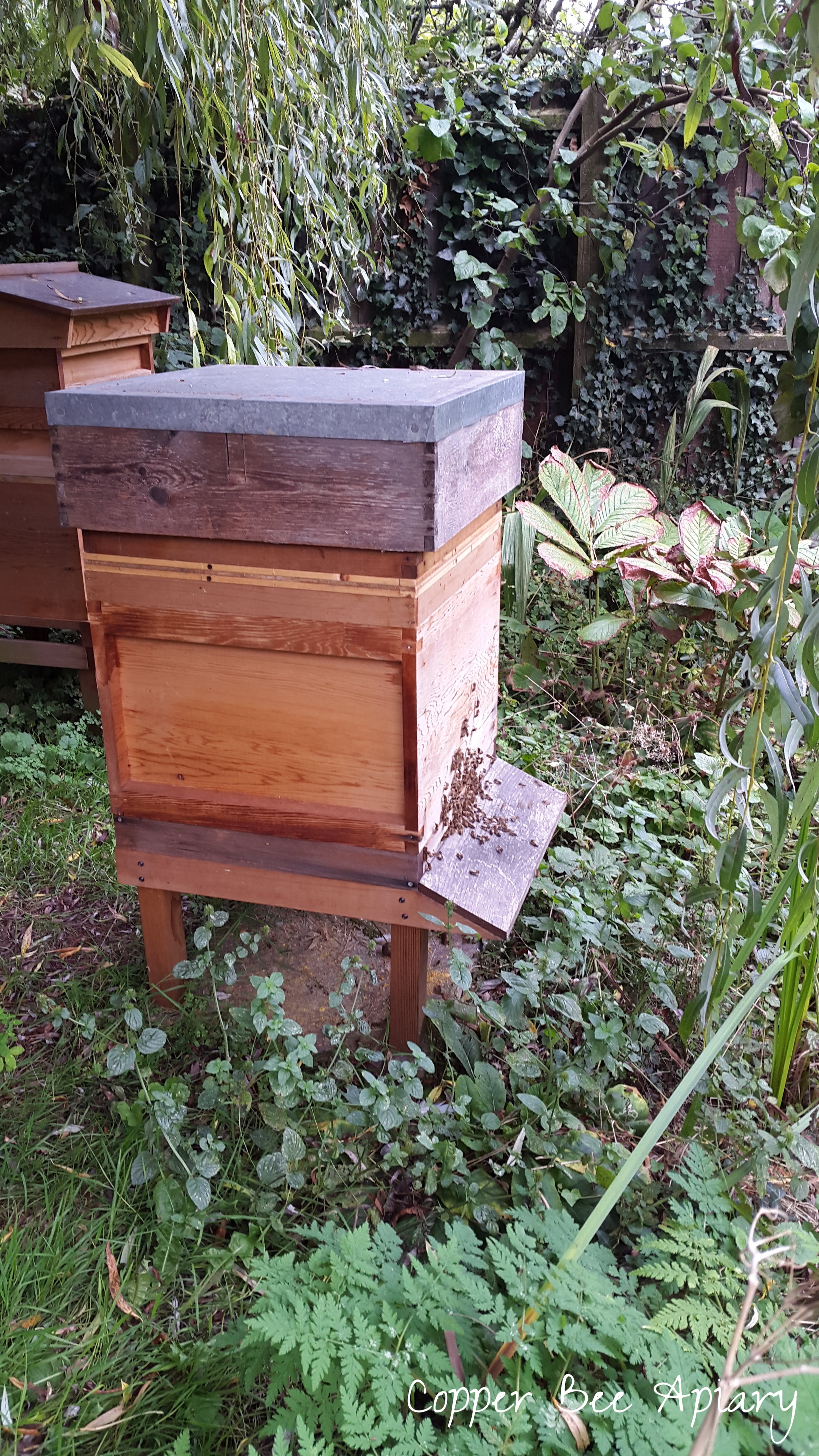 Pond Hive