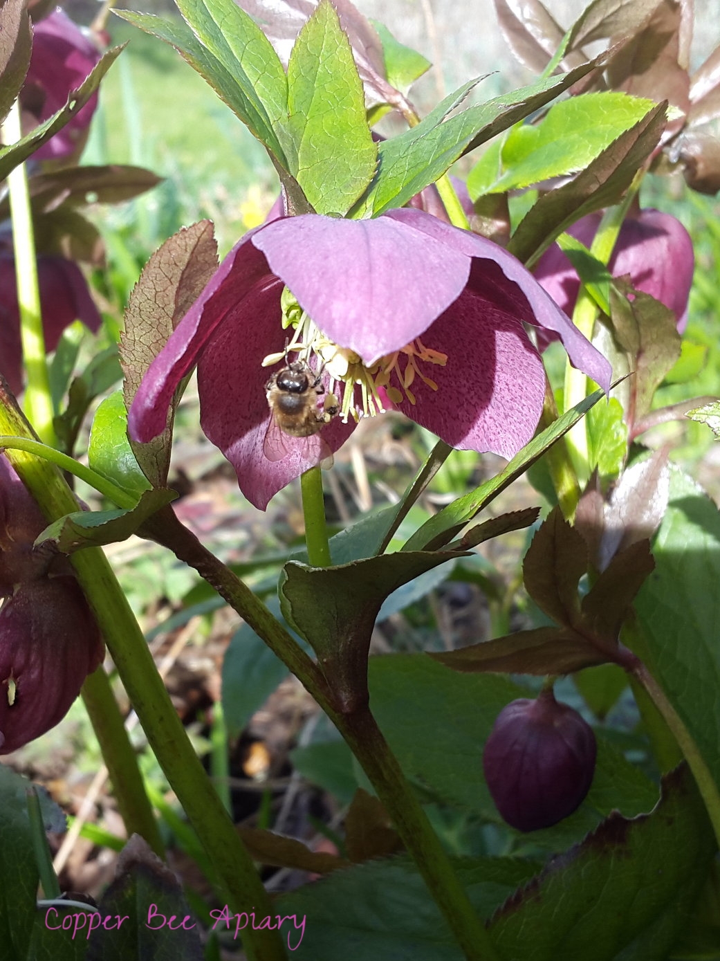Forager on hellebore