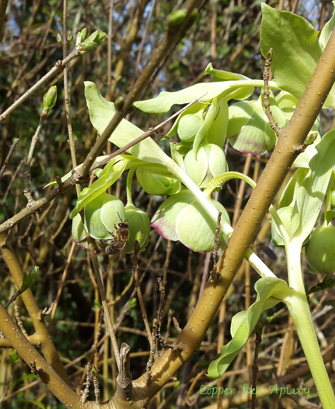 Forager on hellebore