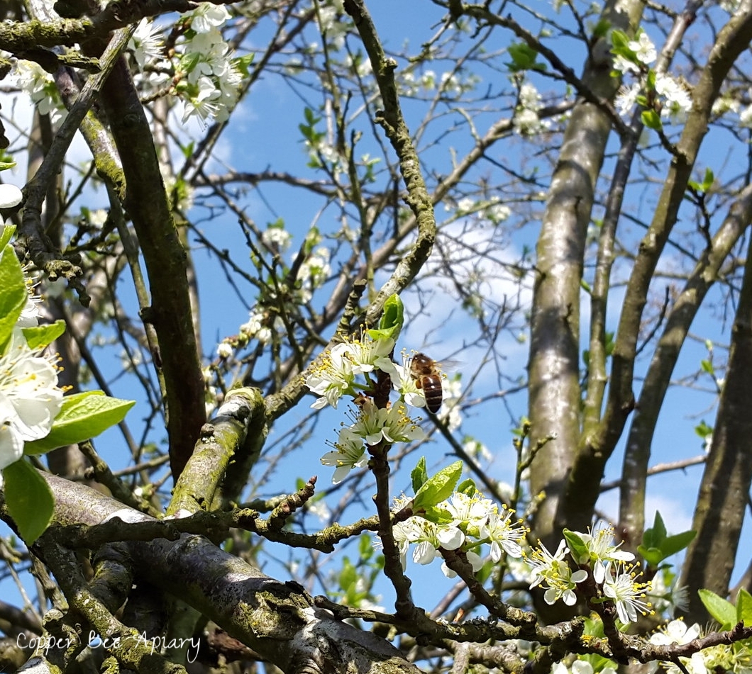 Pollinator in the orchard