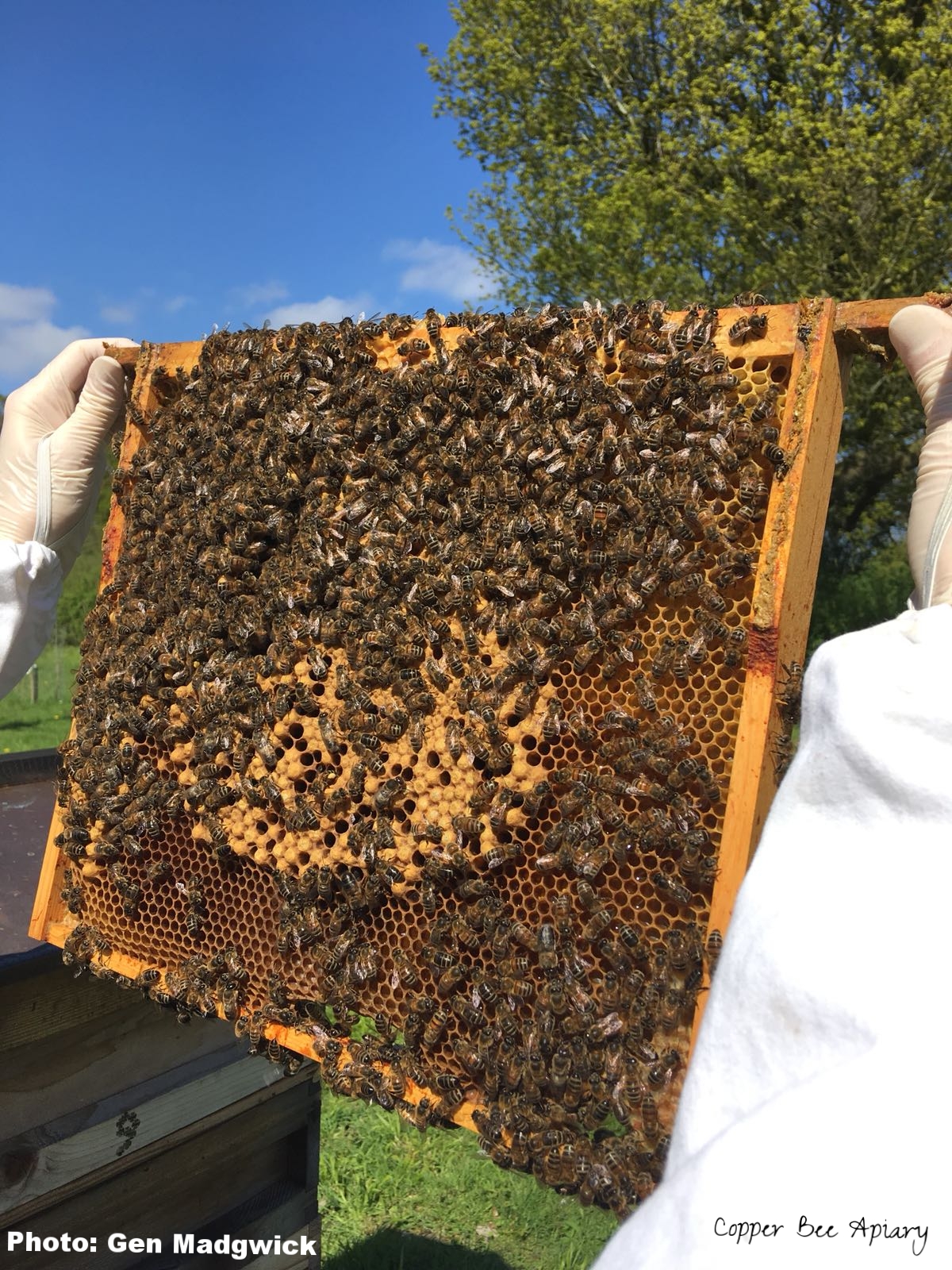 Brood frame