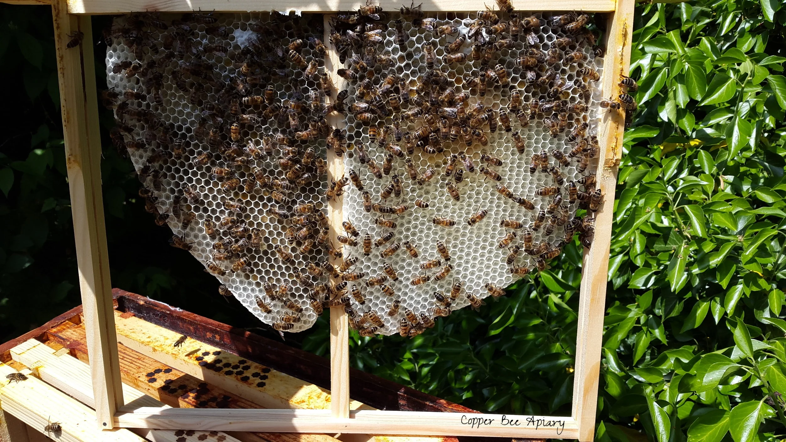 New comb, freshly drawn by Queen Ottilie's bees in a foundationless frame, with eggs and young larvae in cells on the right, and with pollen in cells on the left and the upper cells.