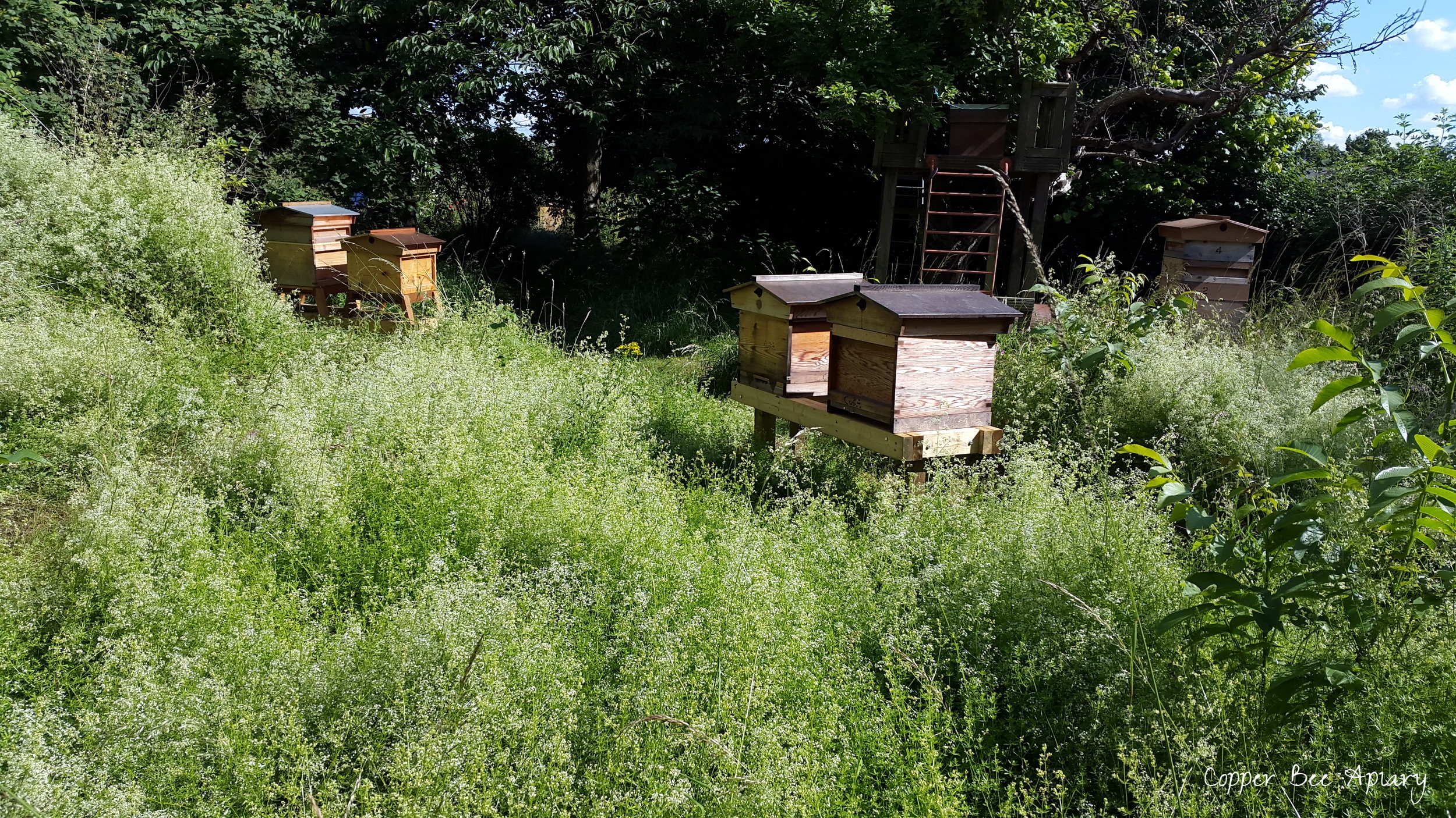 Summer Apiary