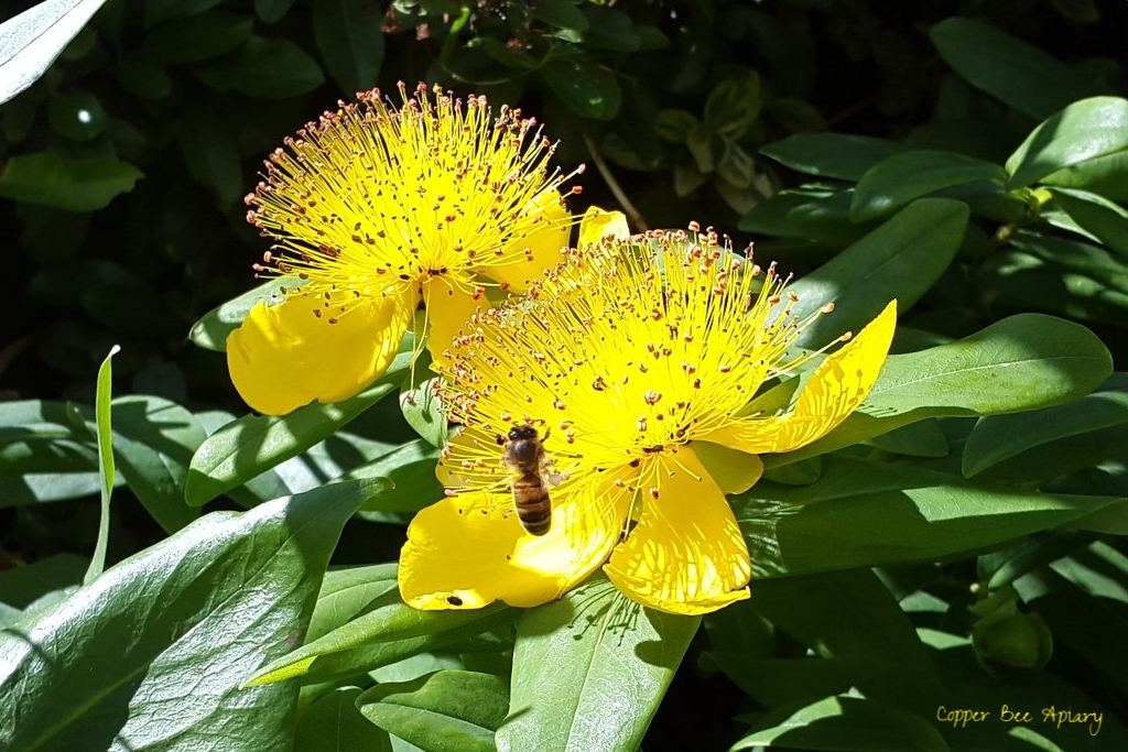 Pollen foraging