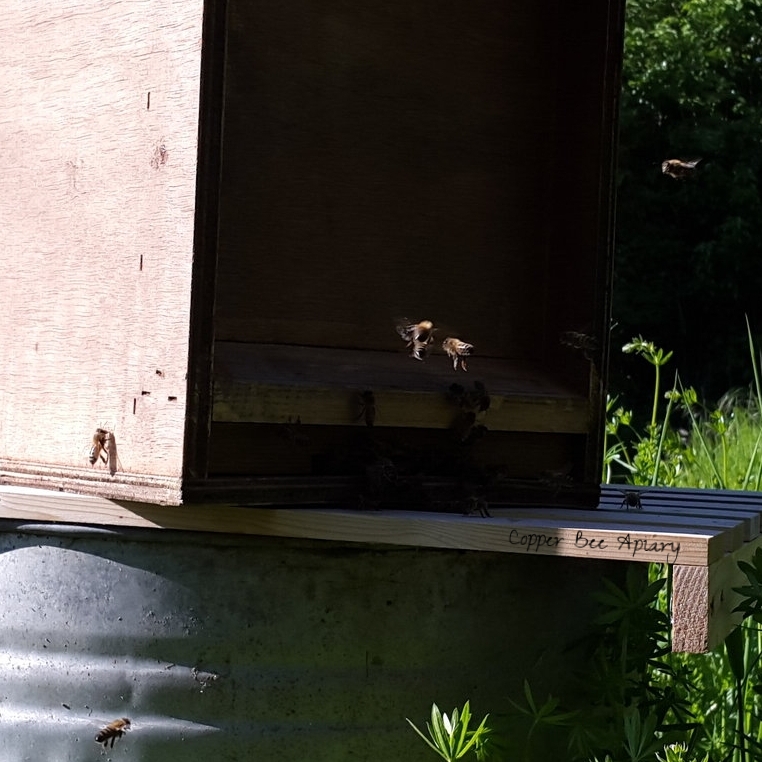 New bees at the bait hive