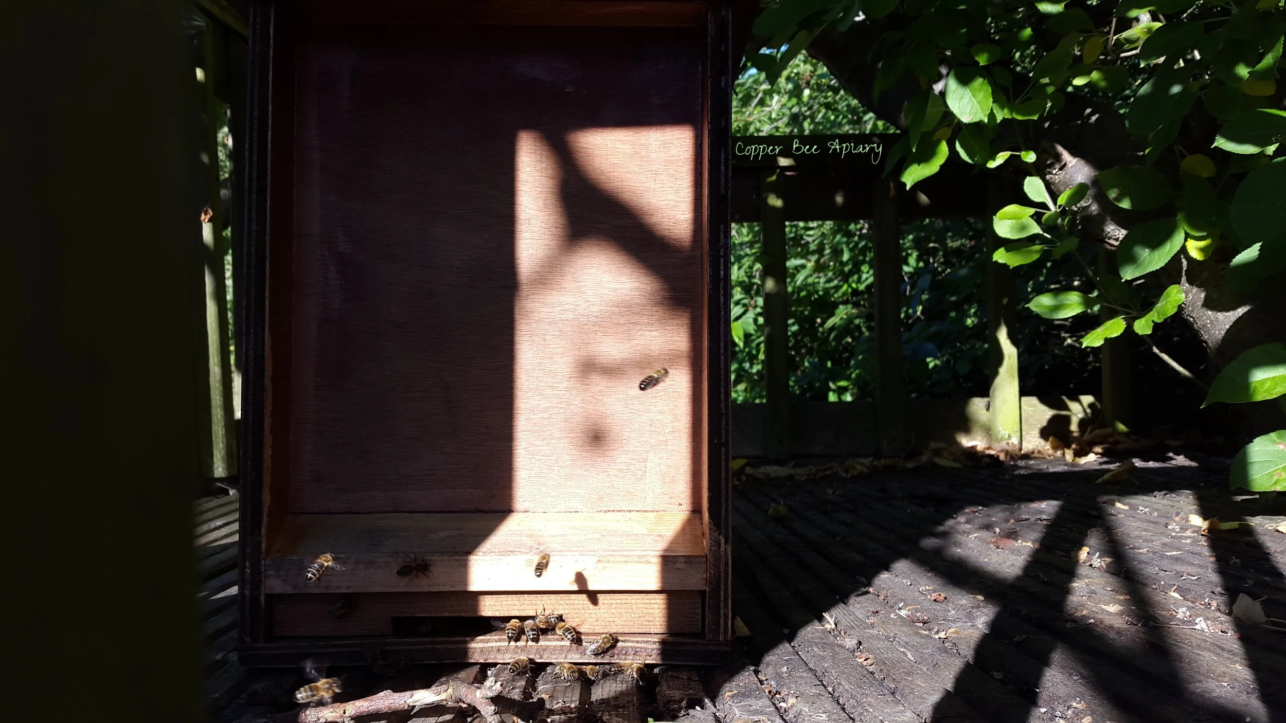 Bees in the bait hive