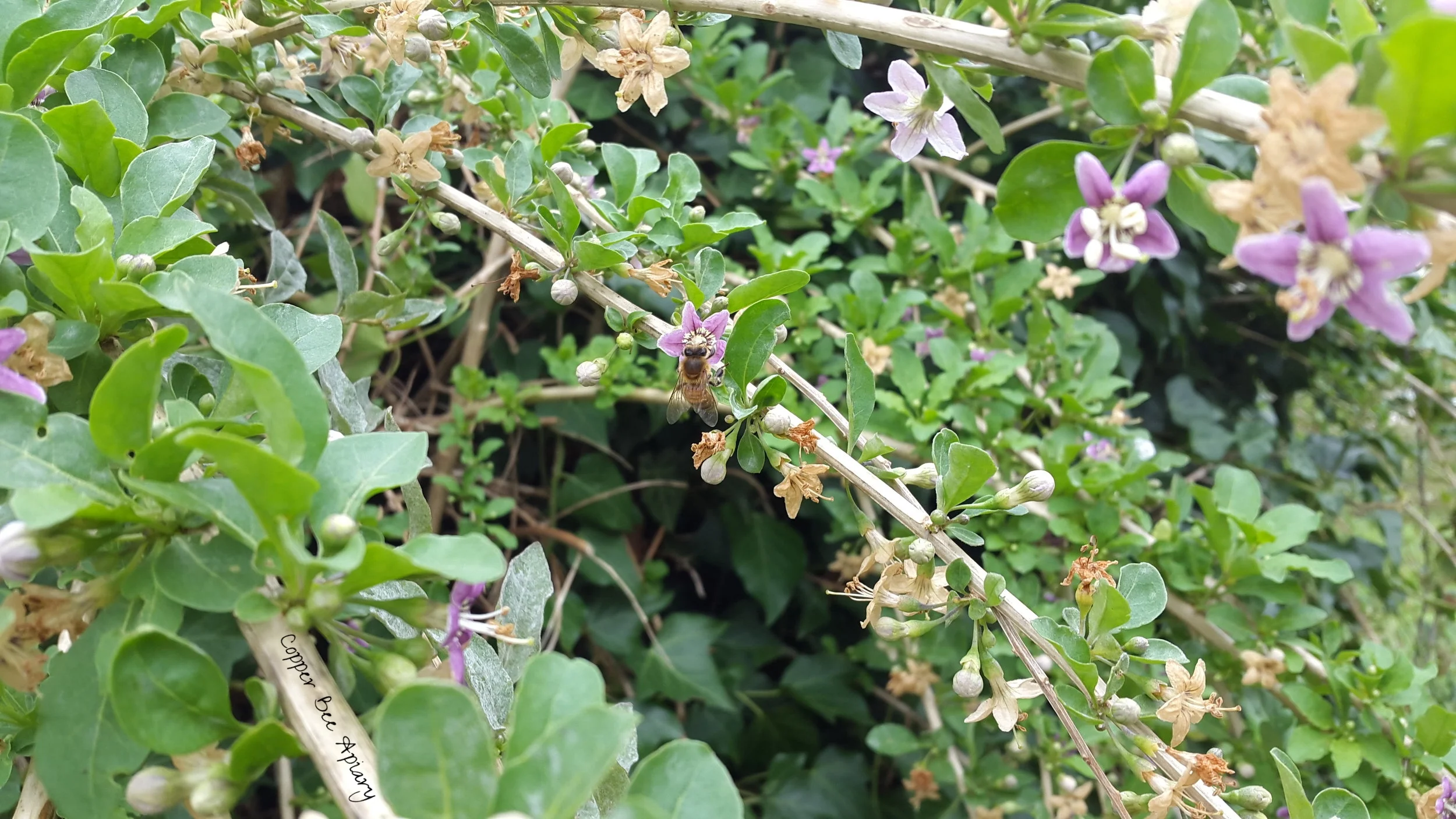 20180822_142403.jpg