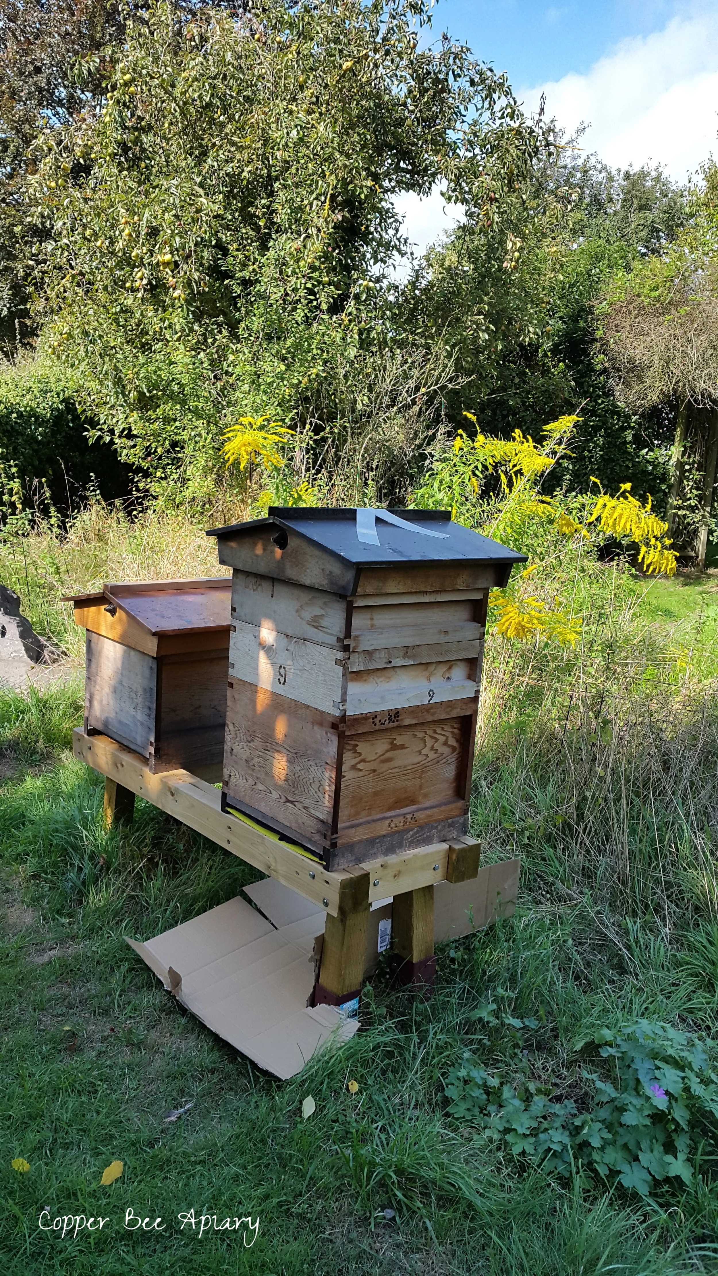 Mab (left) and Titania (right) on their final day before treatment/destruction. The floorboard is inserted in the Titania hive, with rags on it to absorb petrol. A sheet of cardboard is underneath to catch leaks. Bees come and go at the time of the photograph, but at dusk the Titania hive was taped closed.