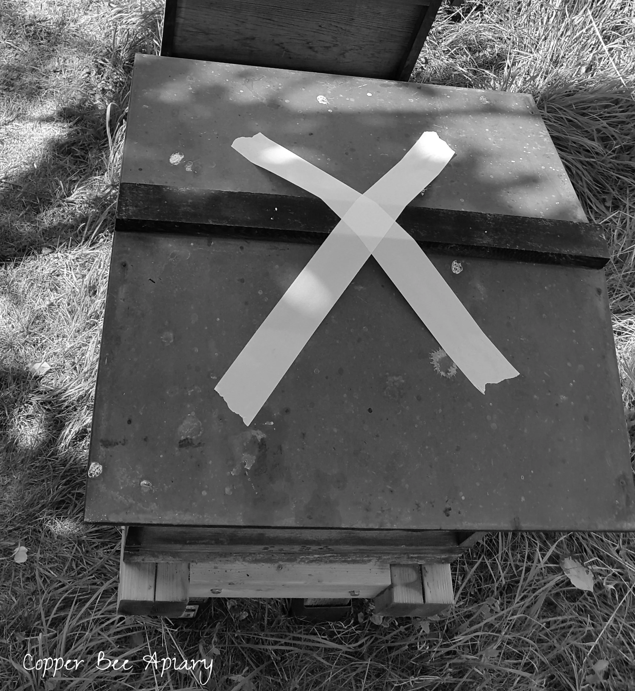 This is Queen Titania’s. Having removed the boxes, I wait for the NBU’s directions about whether I can keep the wax before returning the boxes to the hives.