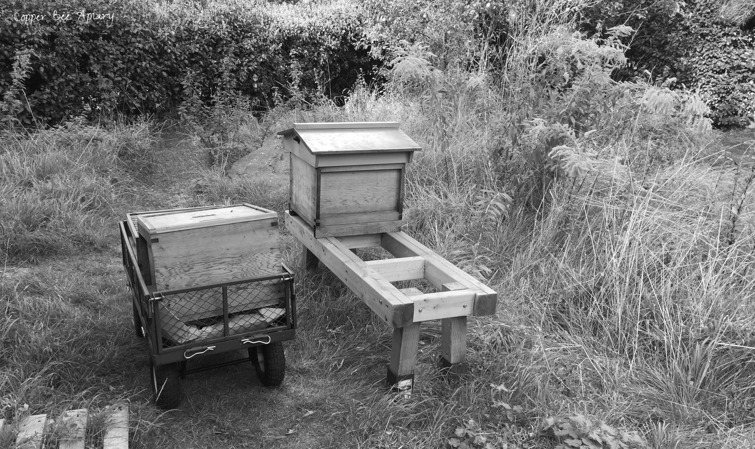  I cart the hives to the pit. 