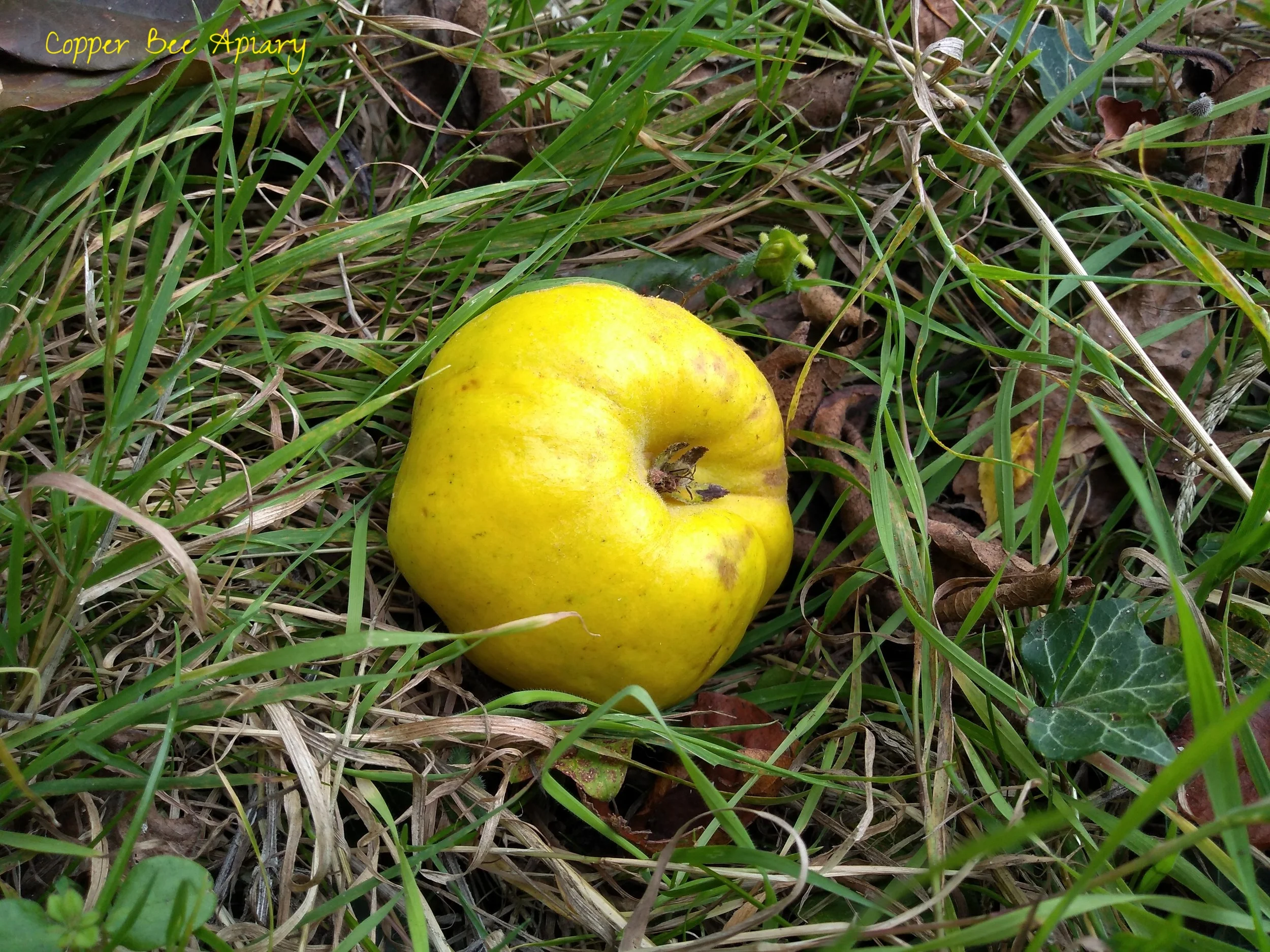 Gold in the grass