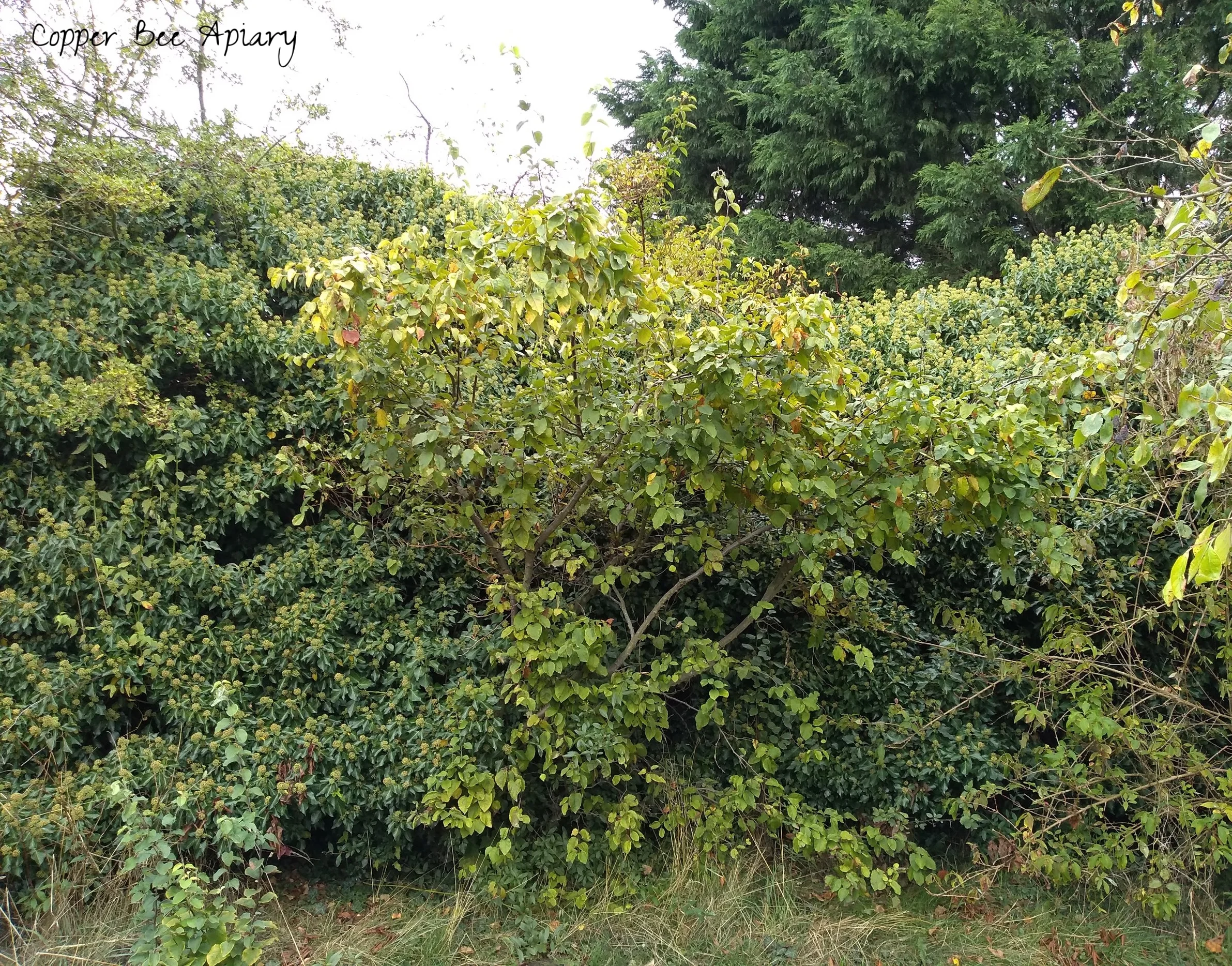 Quince tree
