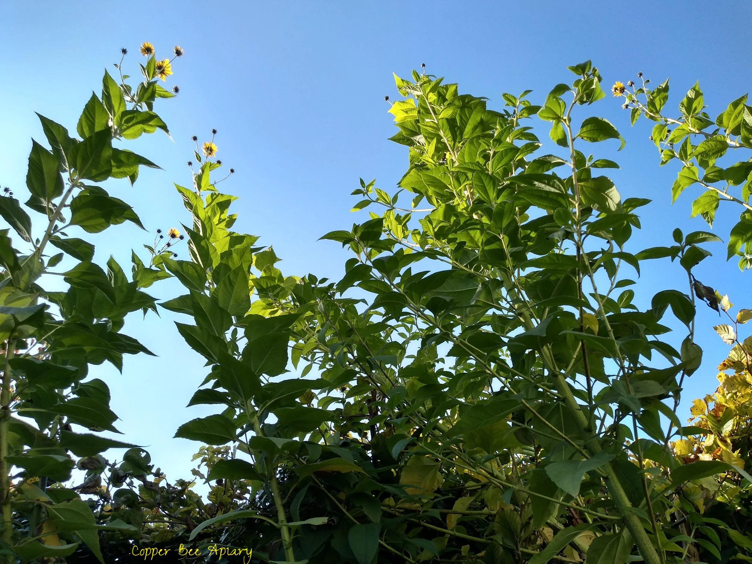 Tall new Jerusalem artichokes, towering over the hedge