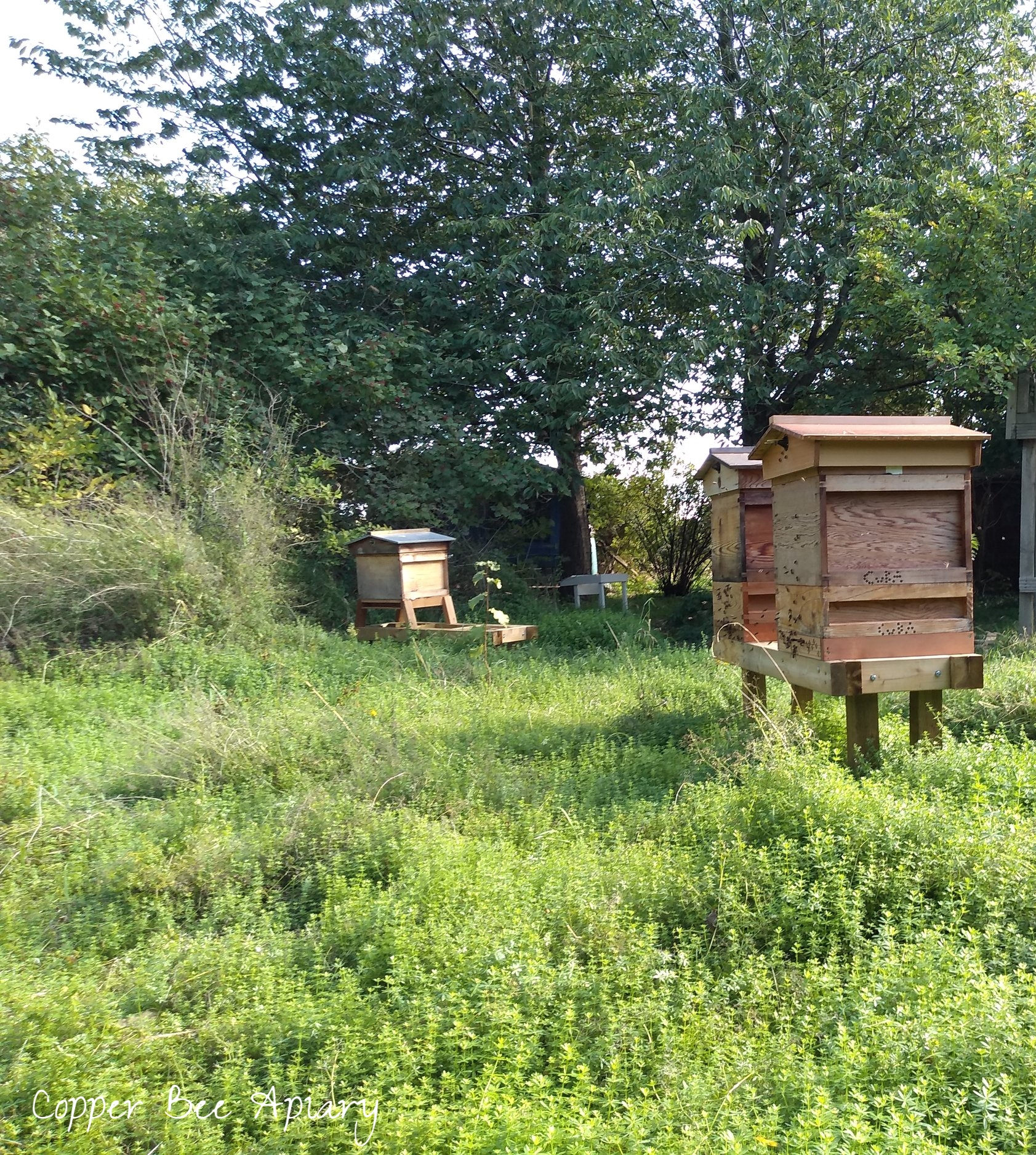 September apiary