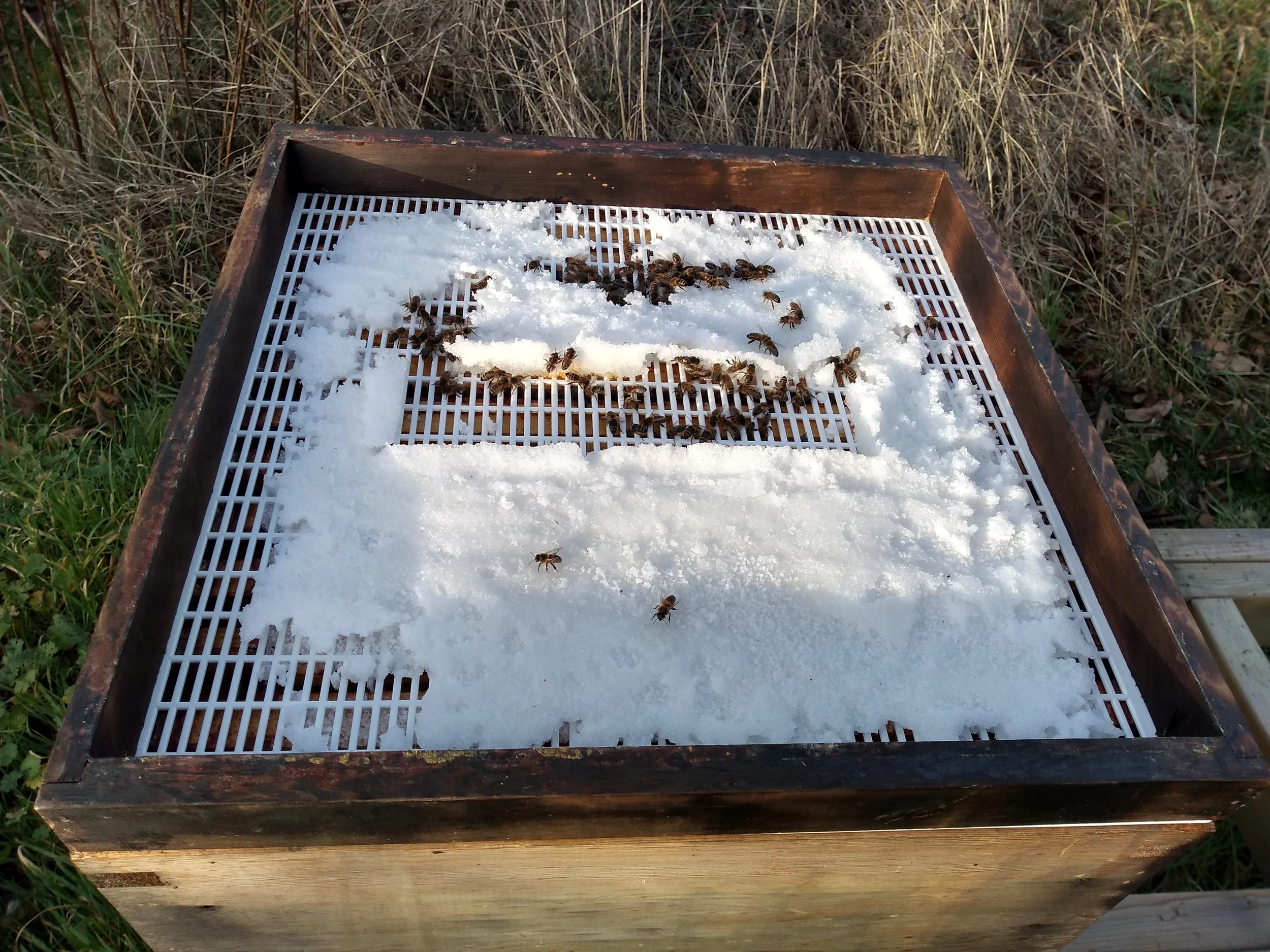 Hungry bees