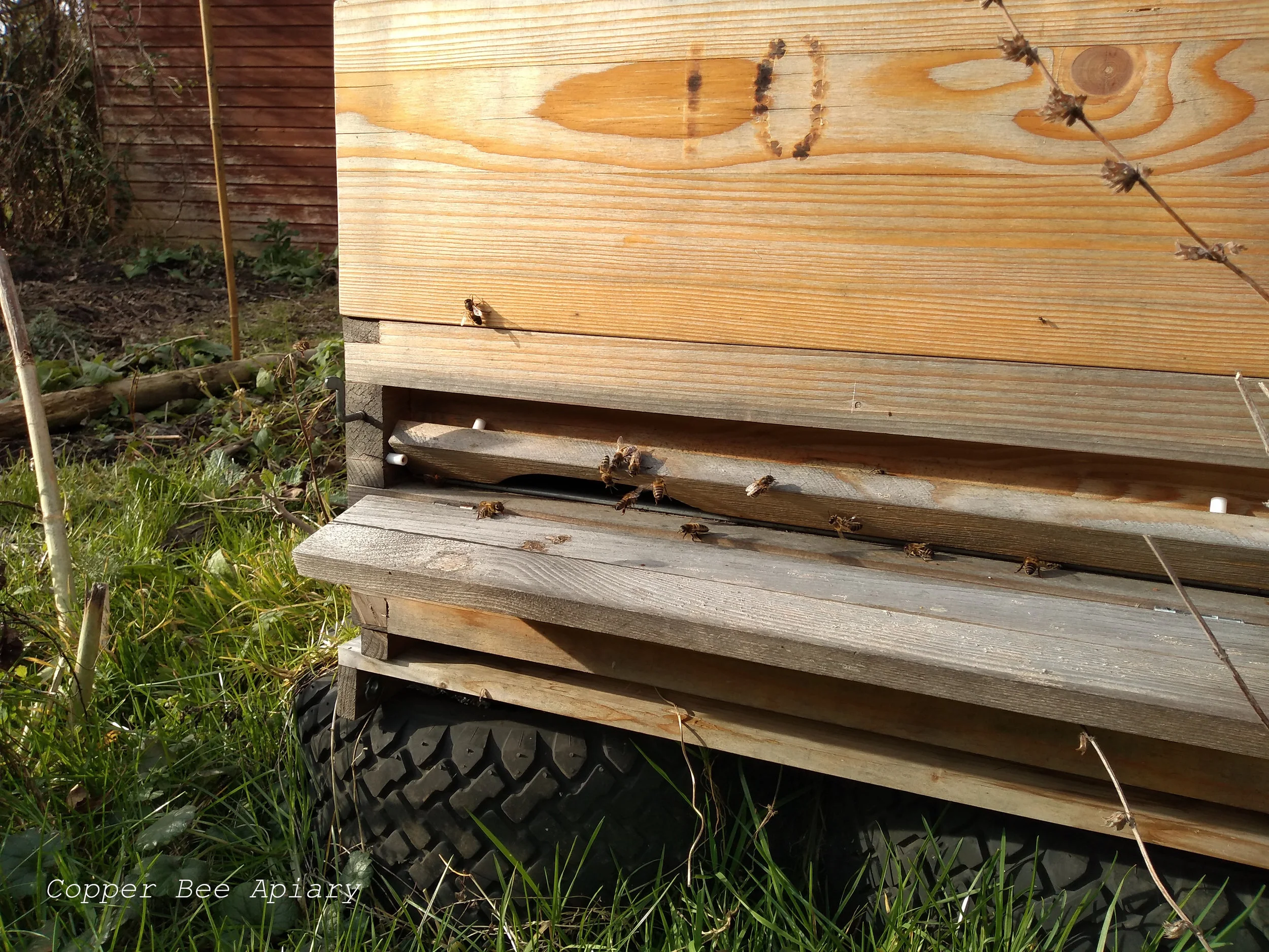 Workers at the entrance to Queen Queenie’s hive