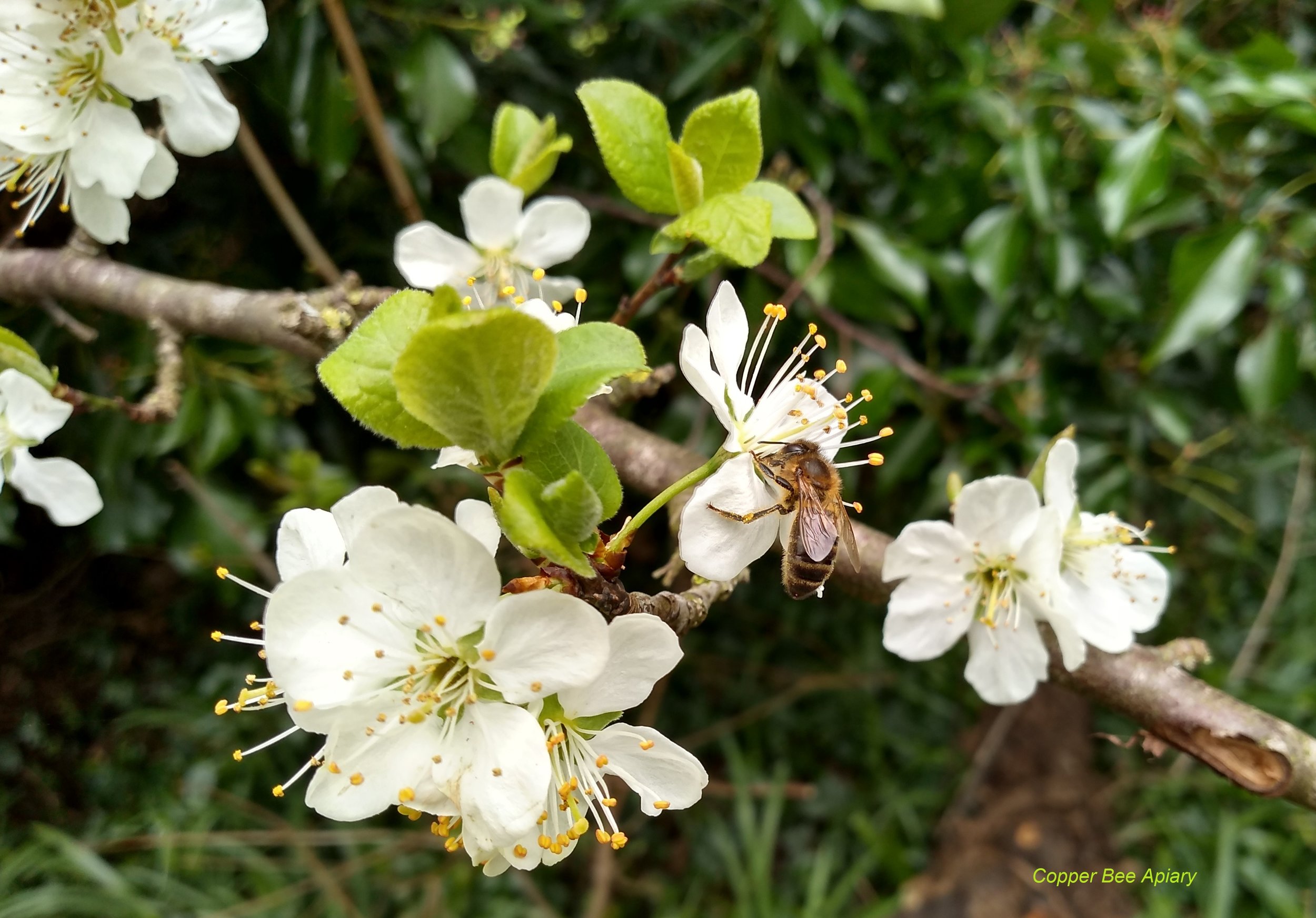 Spring nectar flow