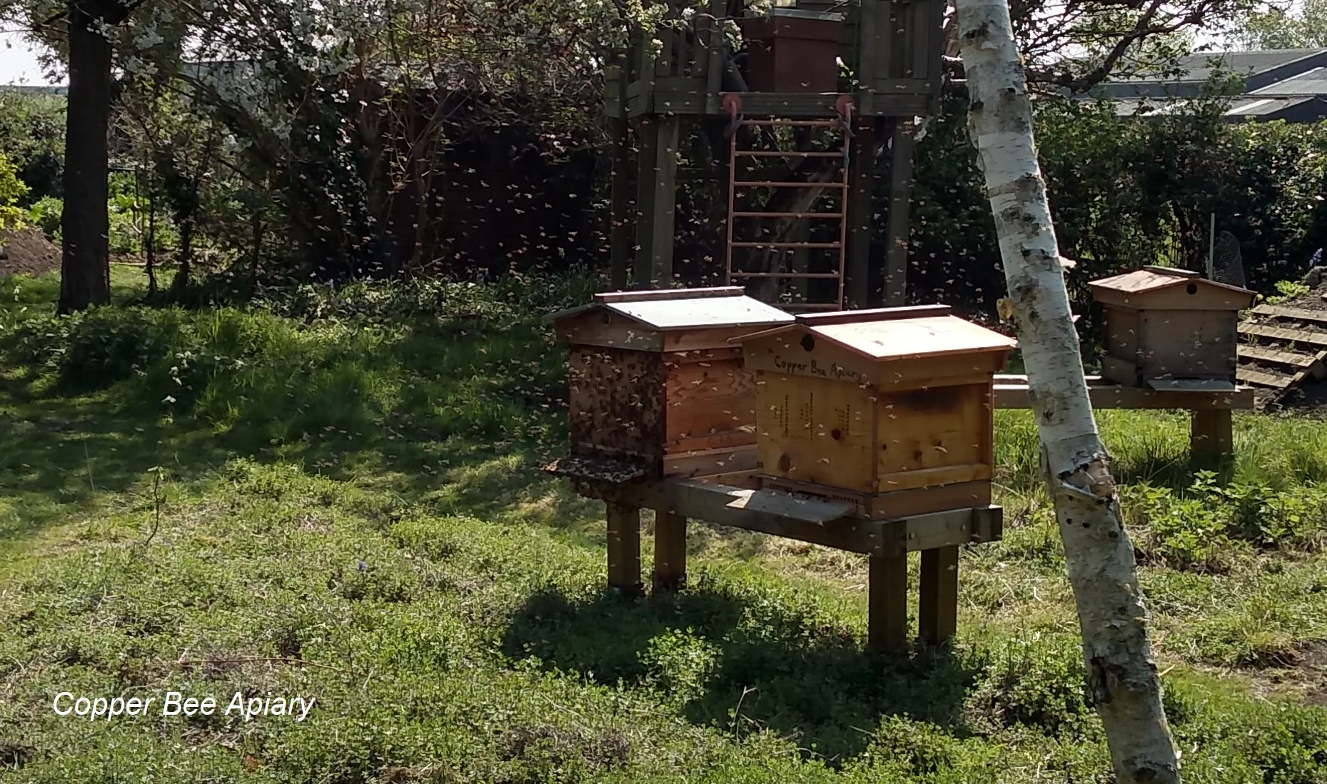 Queen Peony’s bees