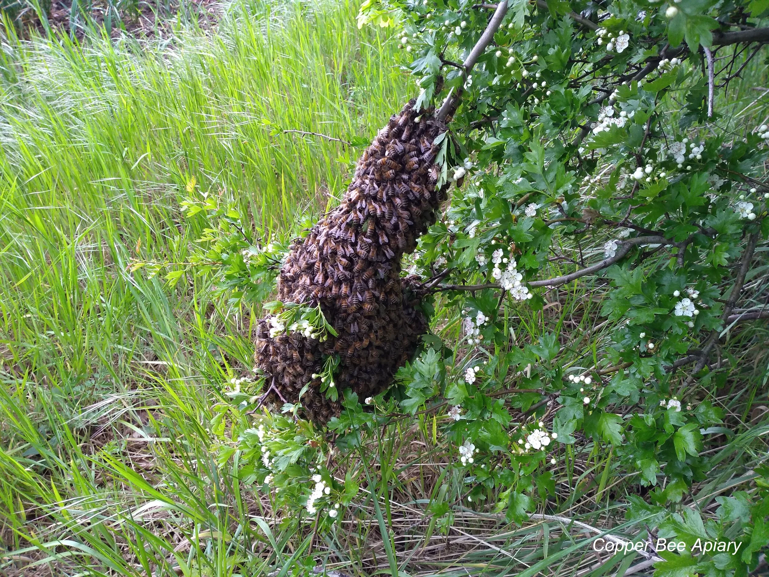 swarm1.jpg