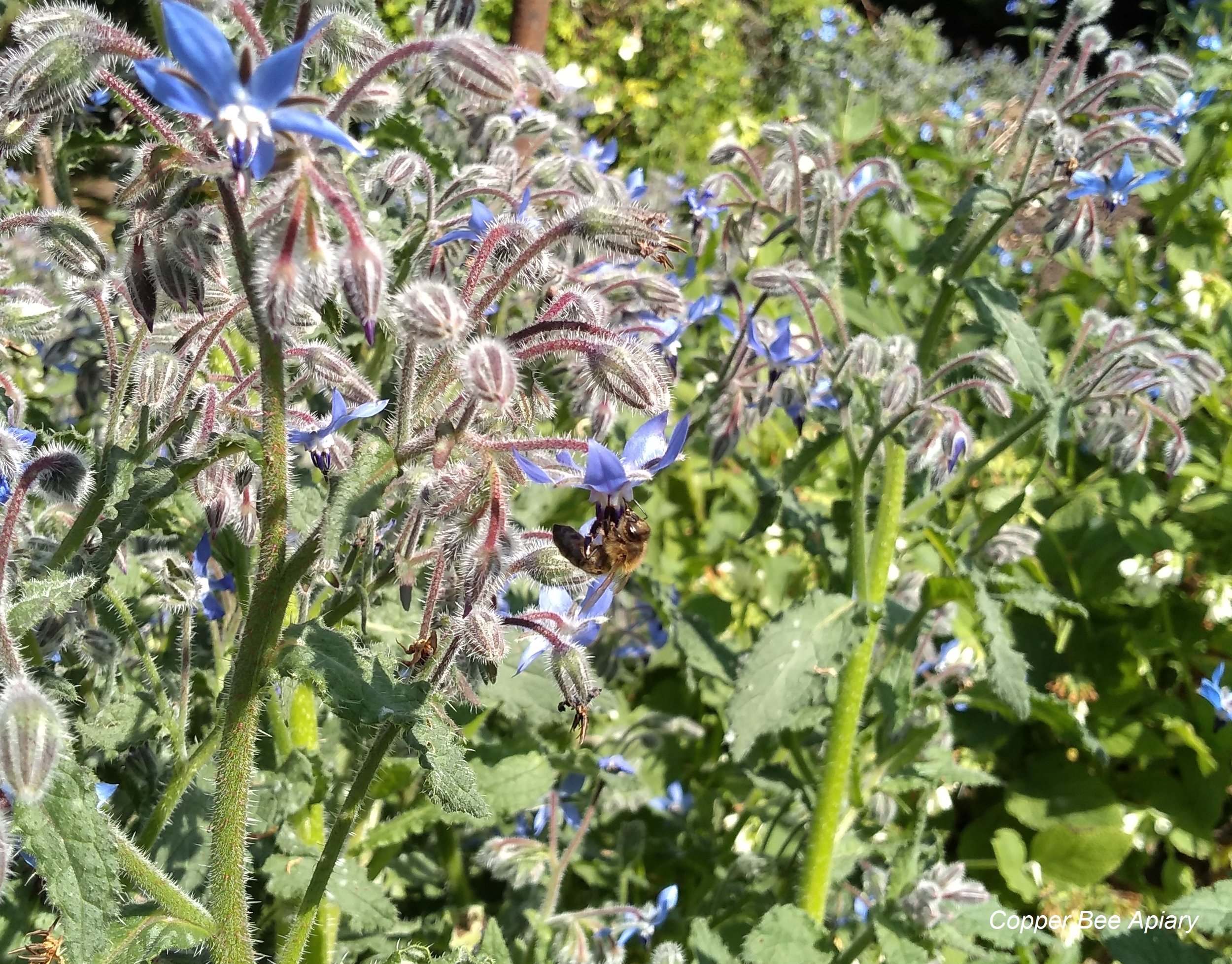 Borage