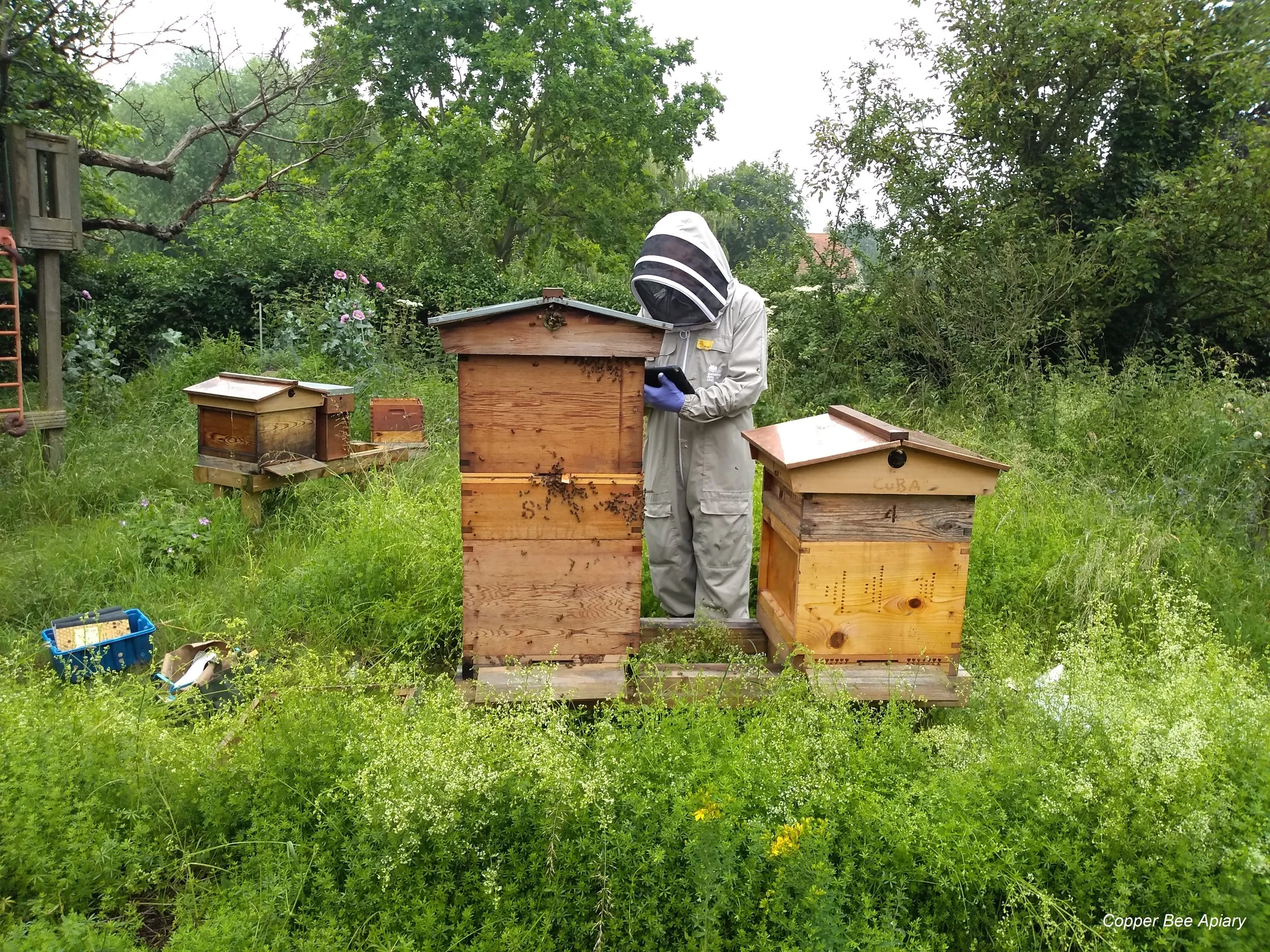 The Bee Inspector makes his records (on the official iPad)