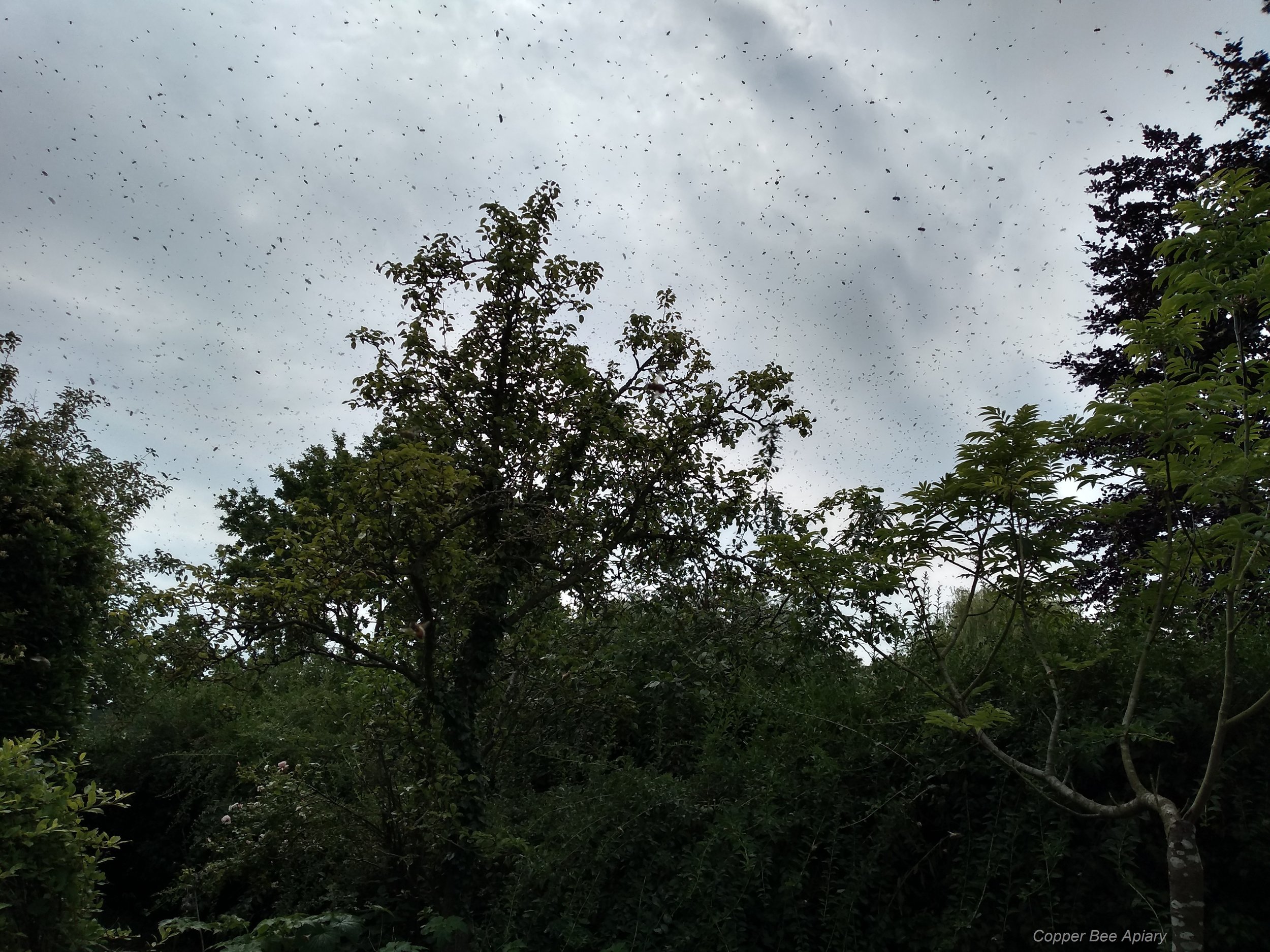 Swarm
