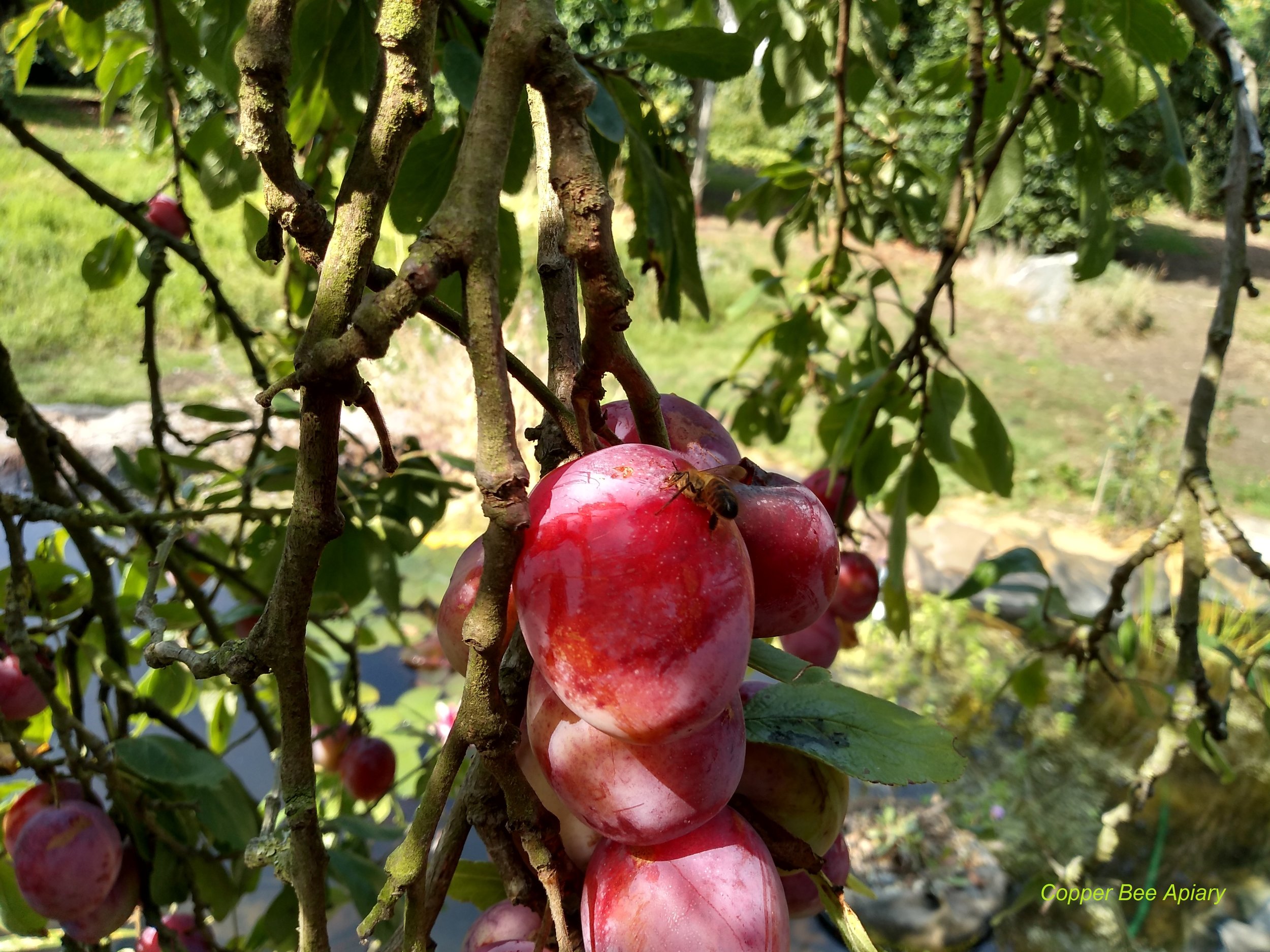 Bee foraging on plum