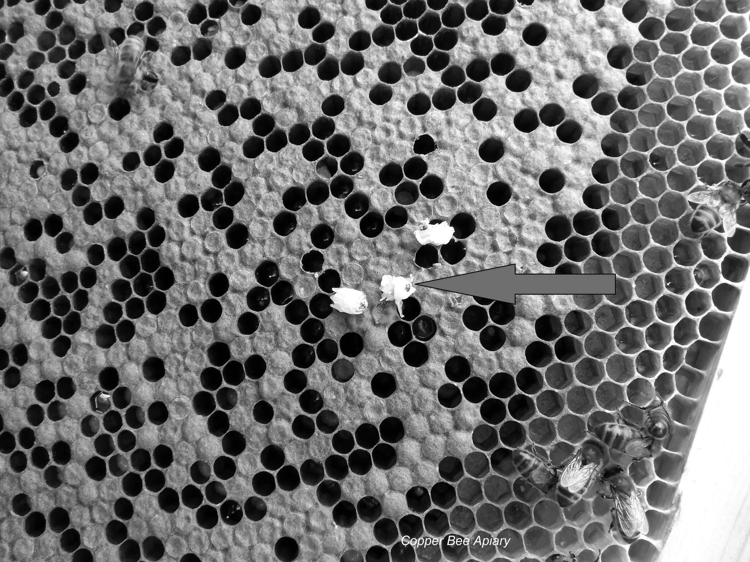 Death by varroa