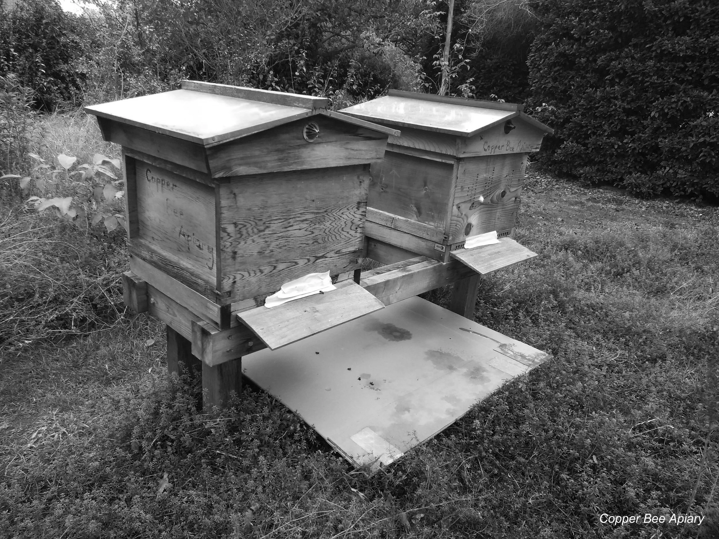 Hives taped for petrolling