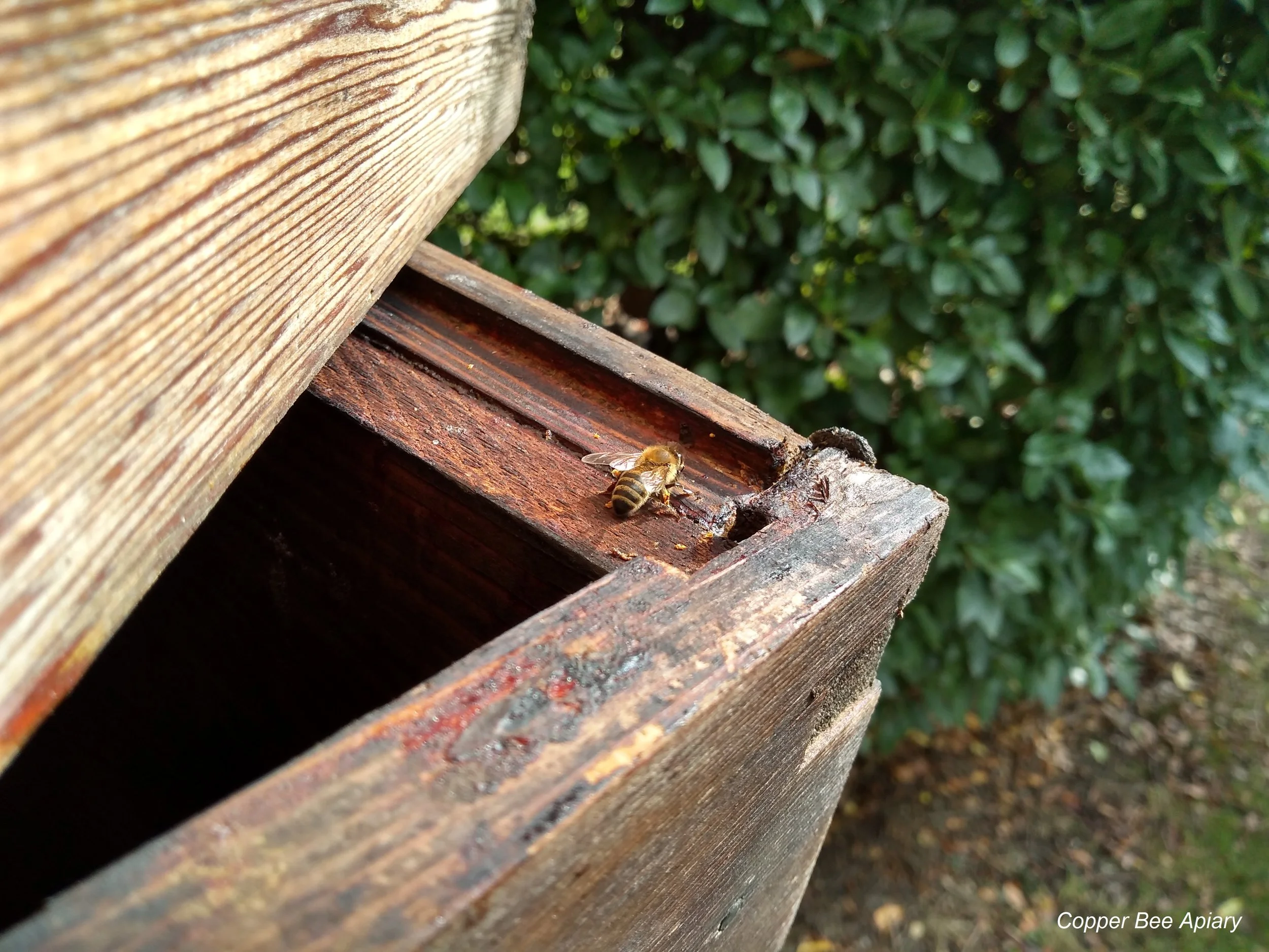 propolis1.jpg