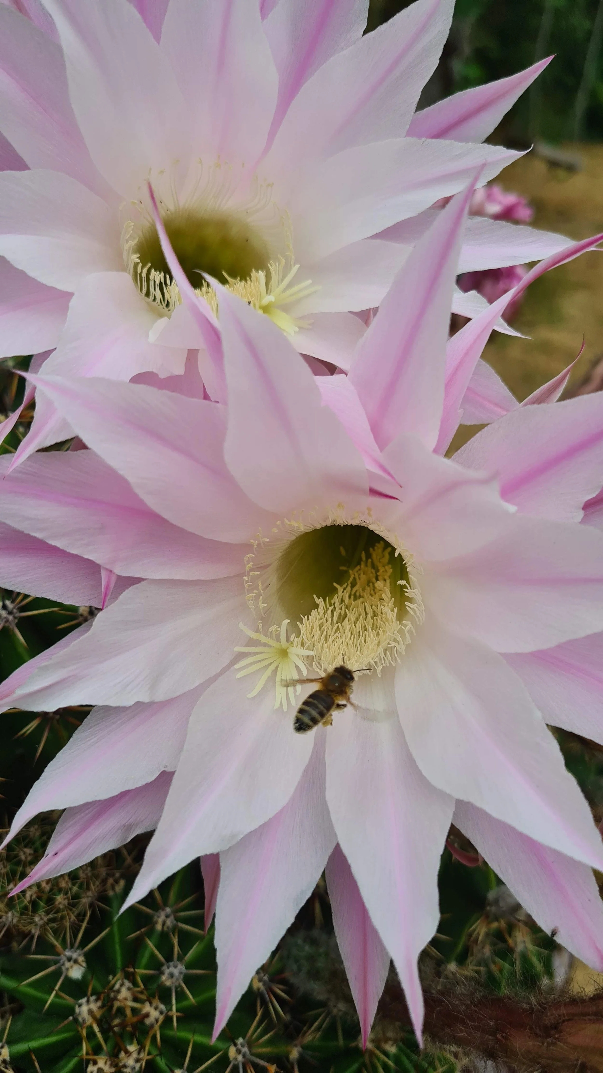 Unusual forage - flowering cactus