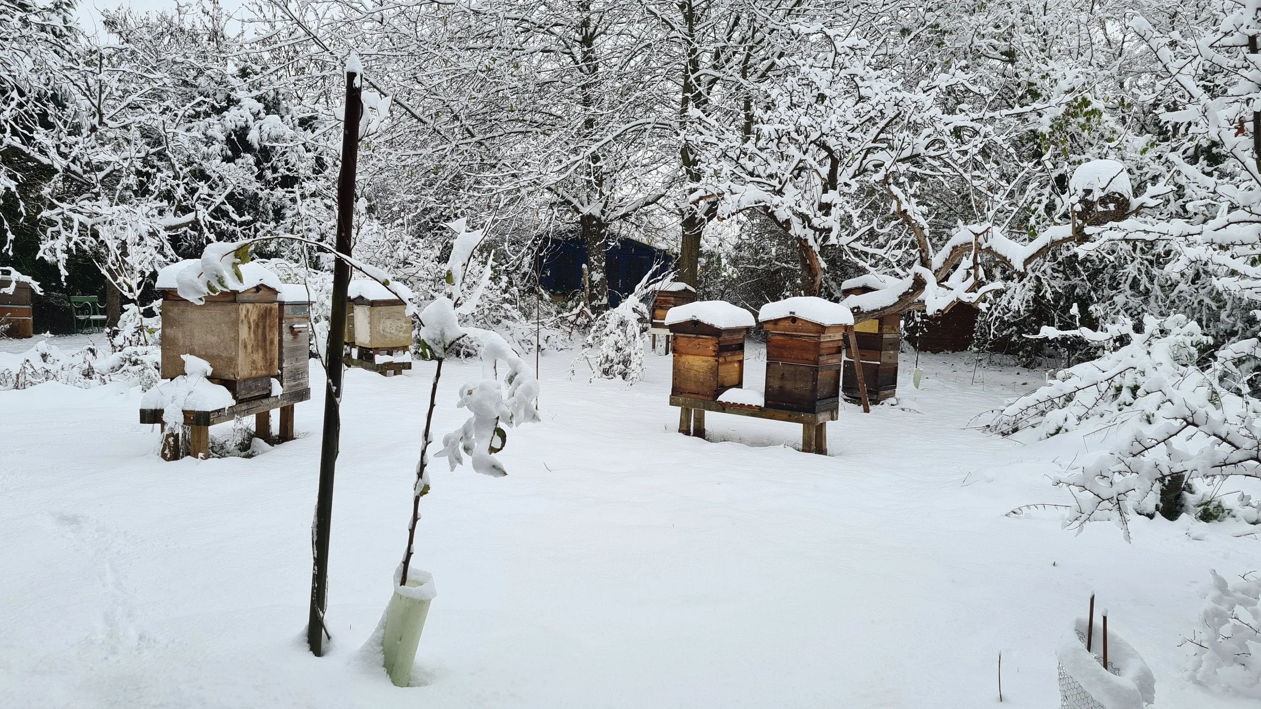 Apiary in snow