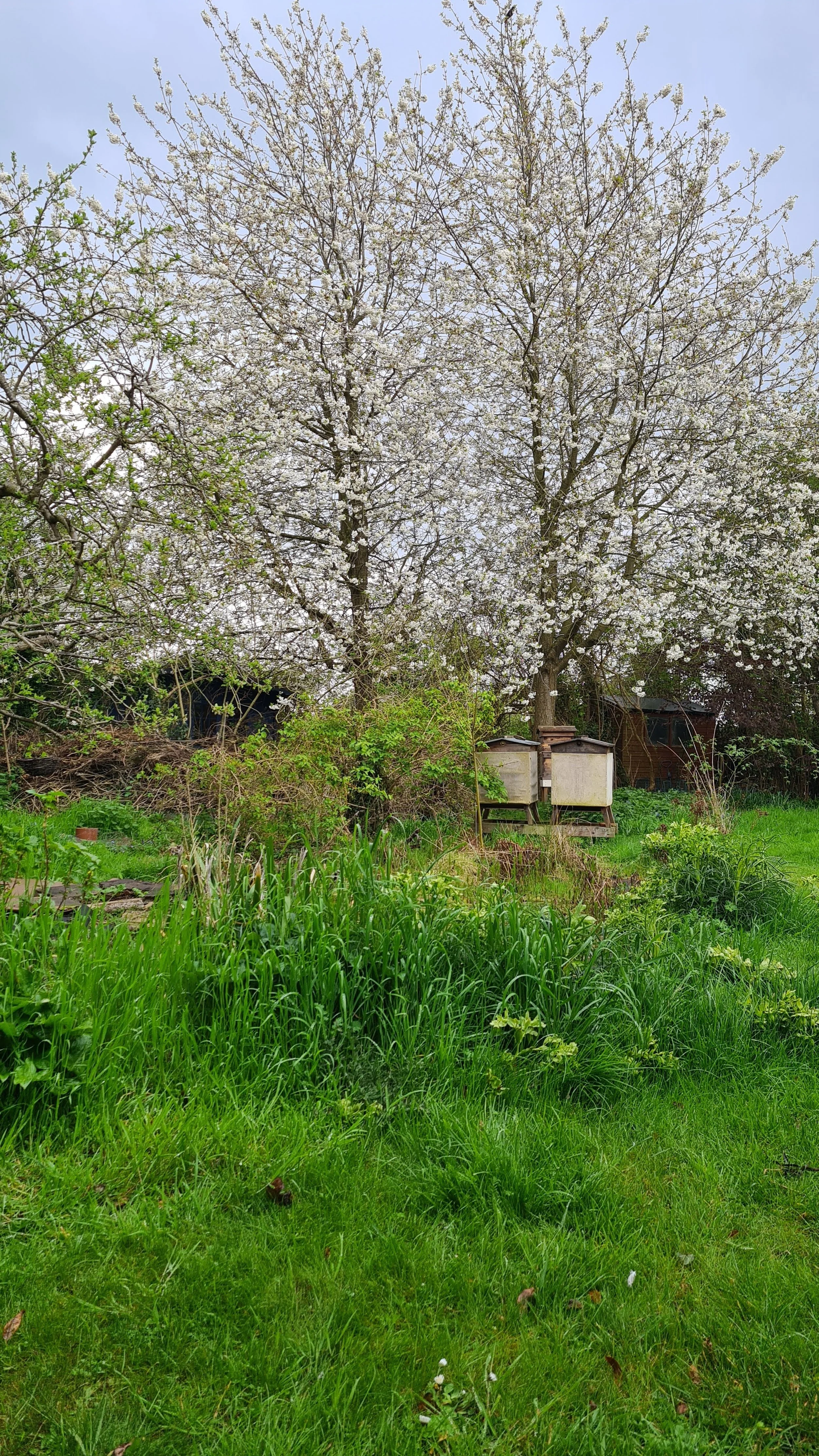Apiary in April
