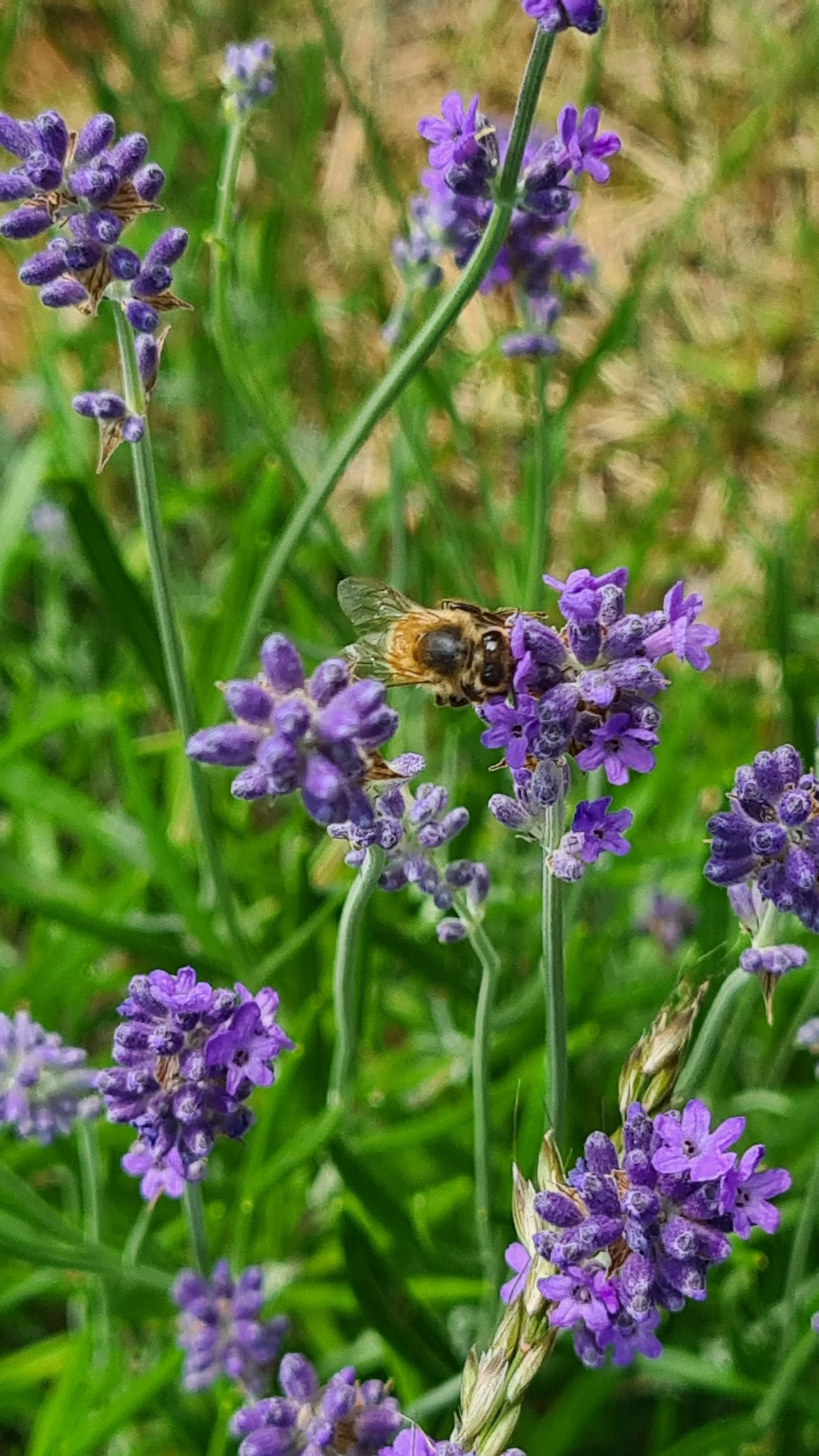 Forager on lavender
