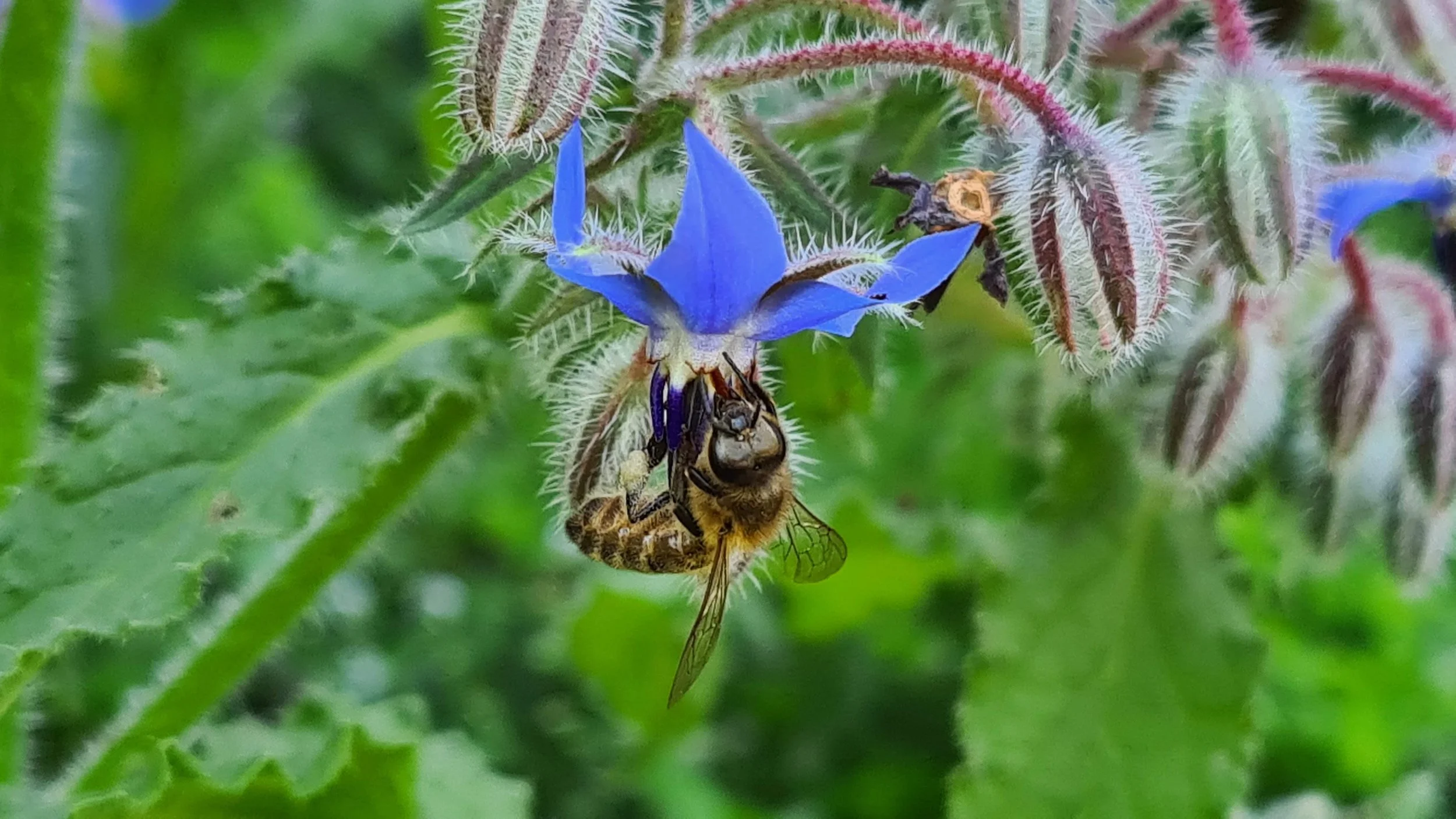 Foraging for borage’s nectar and grey pollen