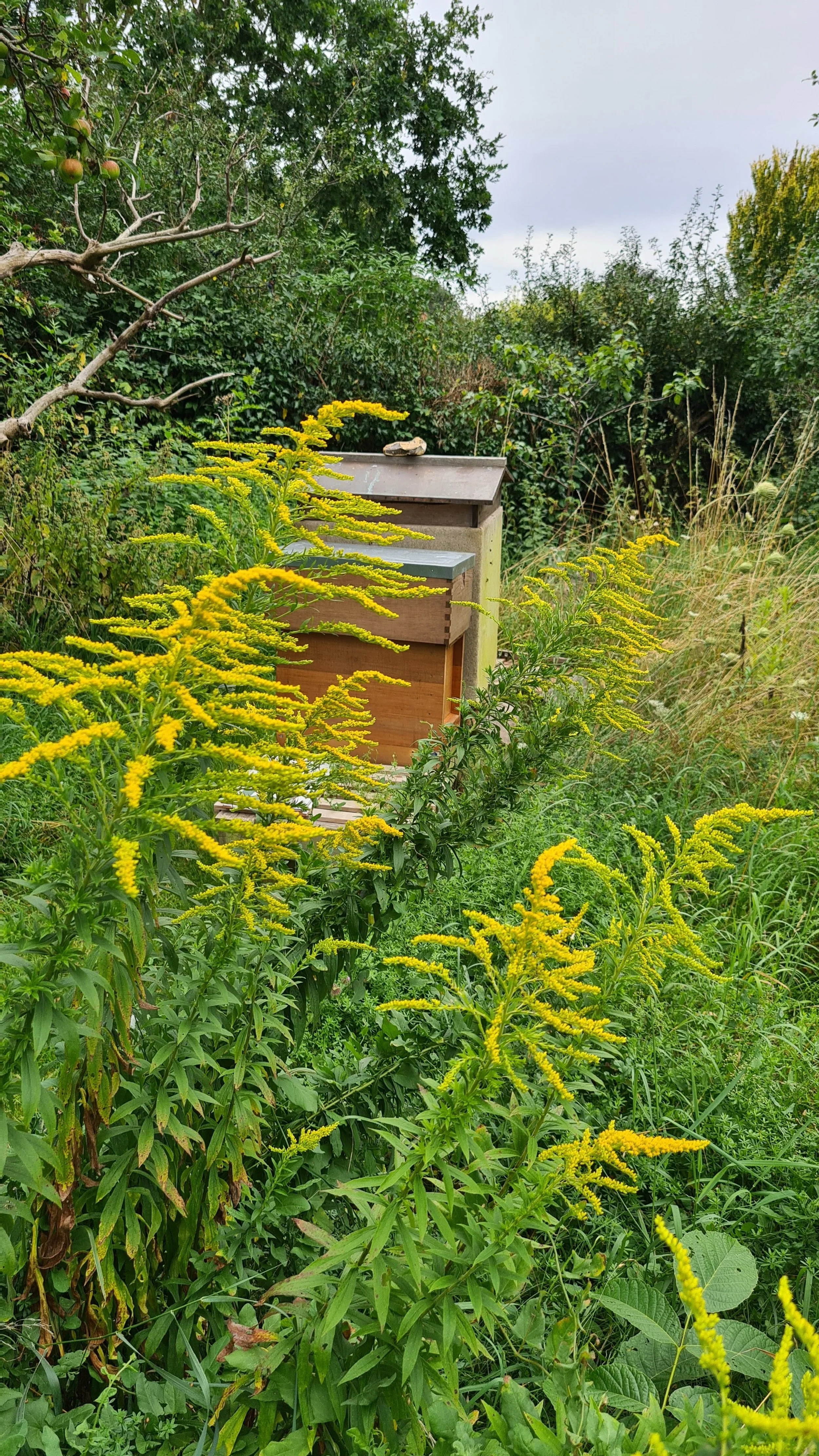 Solidago in the apiary